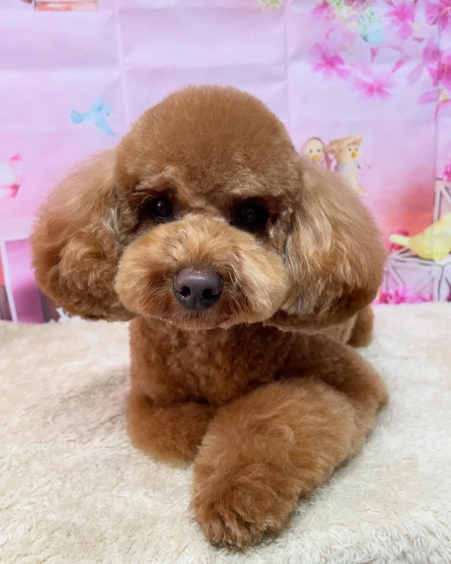 🍃今日のトリミング🍃トイプードル🐶｜名東区・千種区・守山区の...