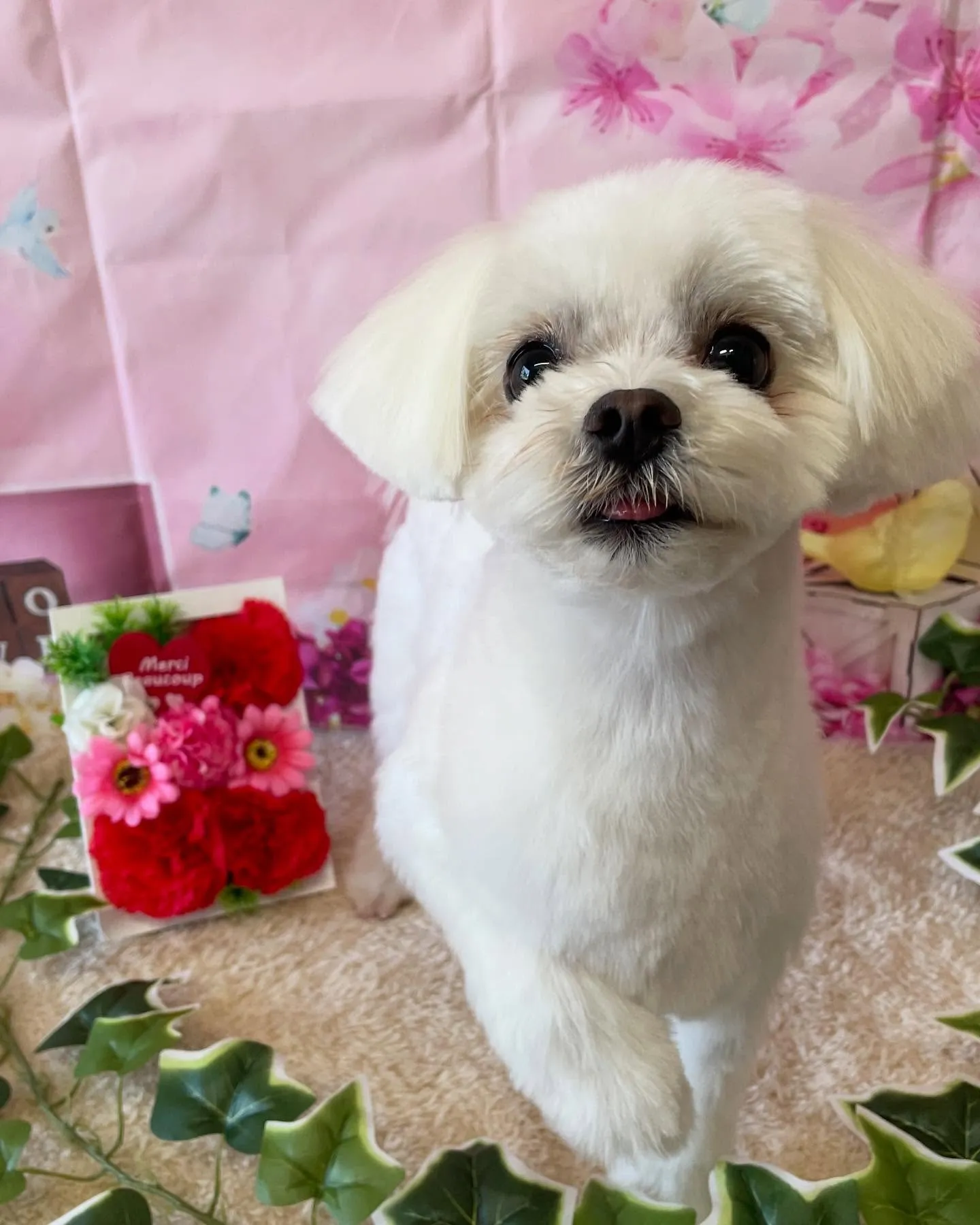 🍃今日のトリミング🍃マルチーズ🐶｜名東区・千種区・守山区の動...