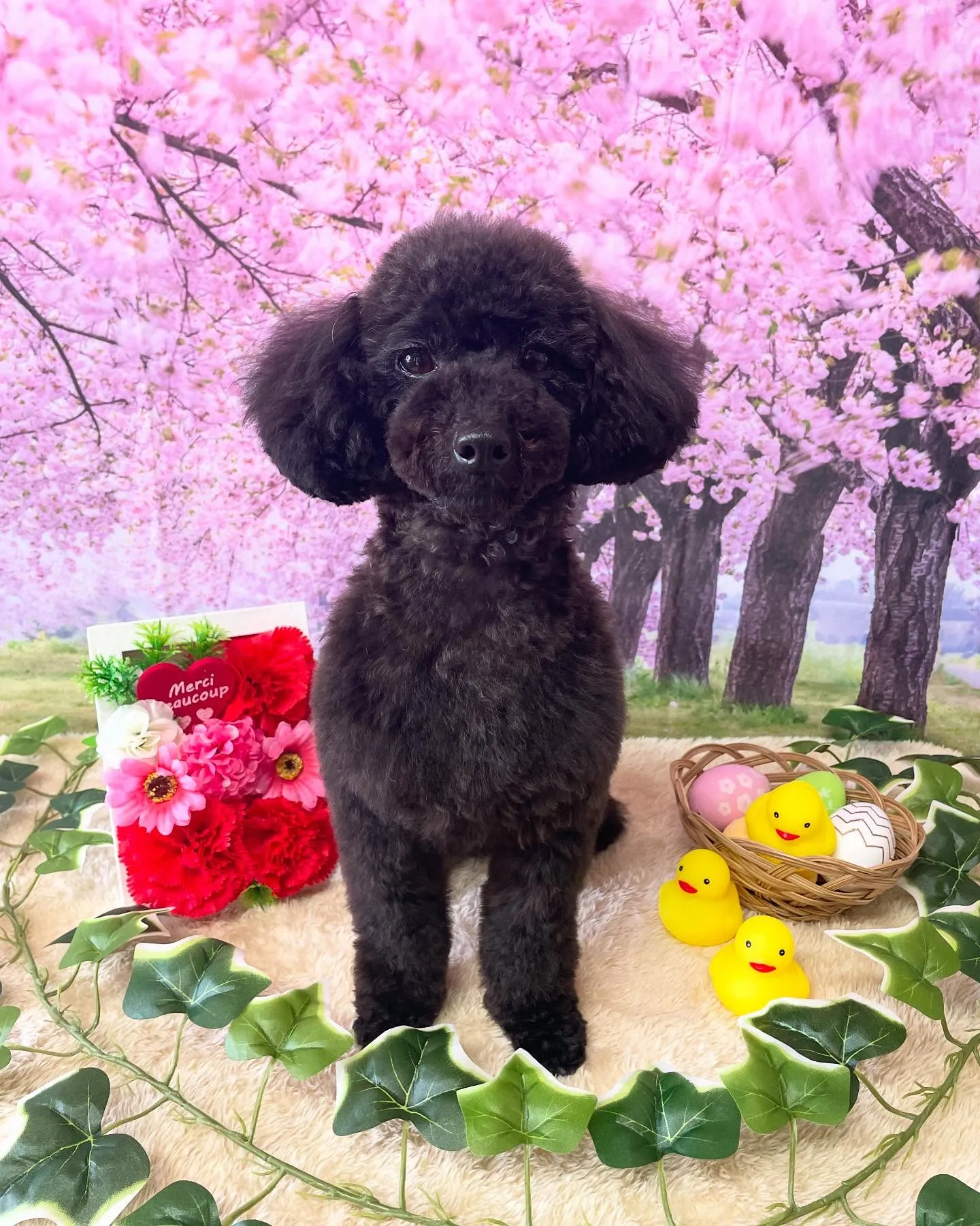 🍃今日のトリミング🍃トイプードル🐶｜名東区・千種区・守山区の...