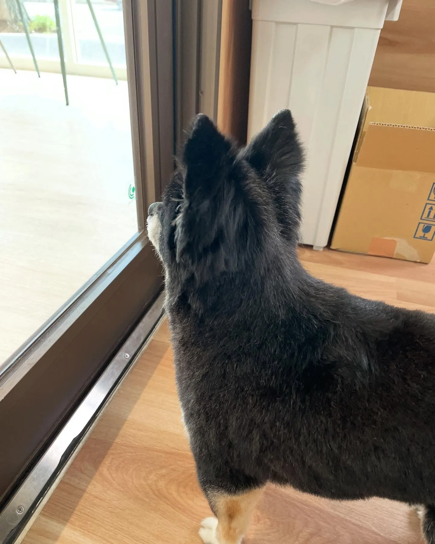 🍃今日のトリミング🍃チワワ🐶｜名東区・千種区・守山区の動物病...
