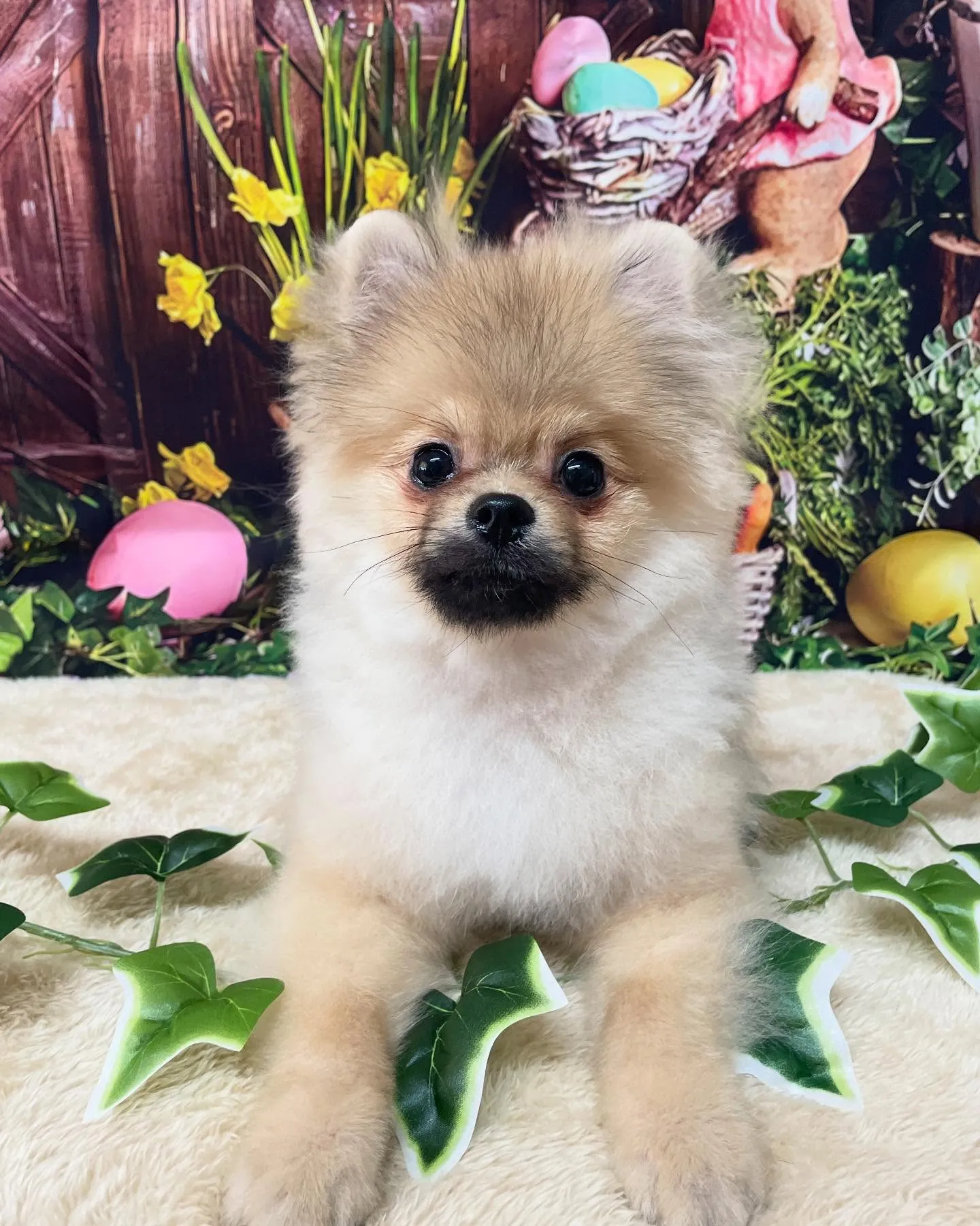🍃今日のトリミング🍃ポメラニアン🐶｜名東区・千種区・守山区の...