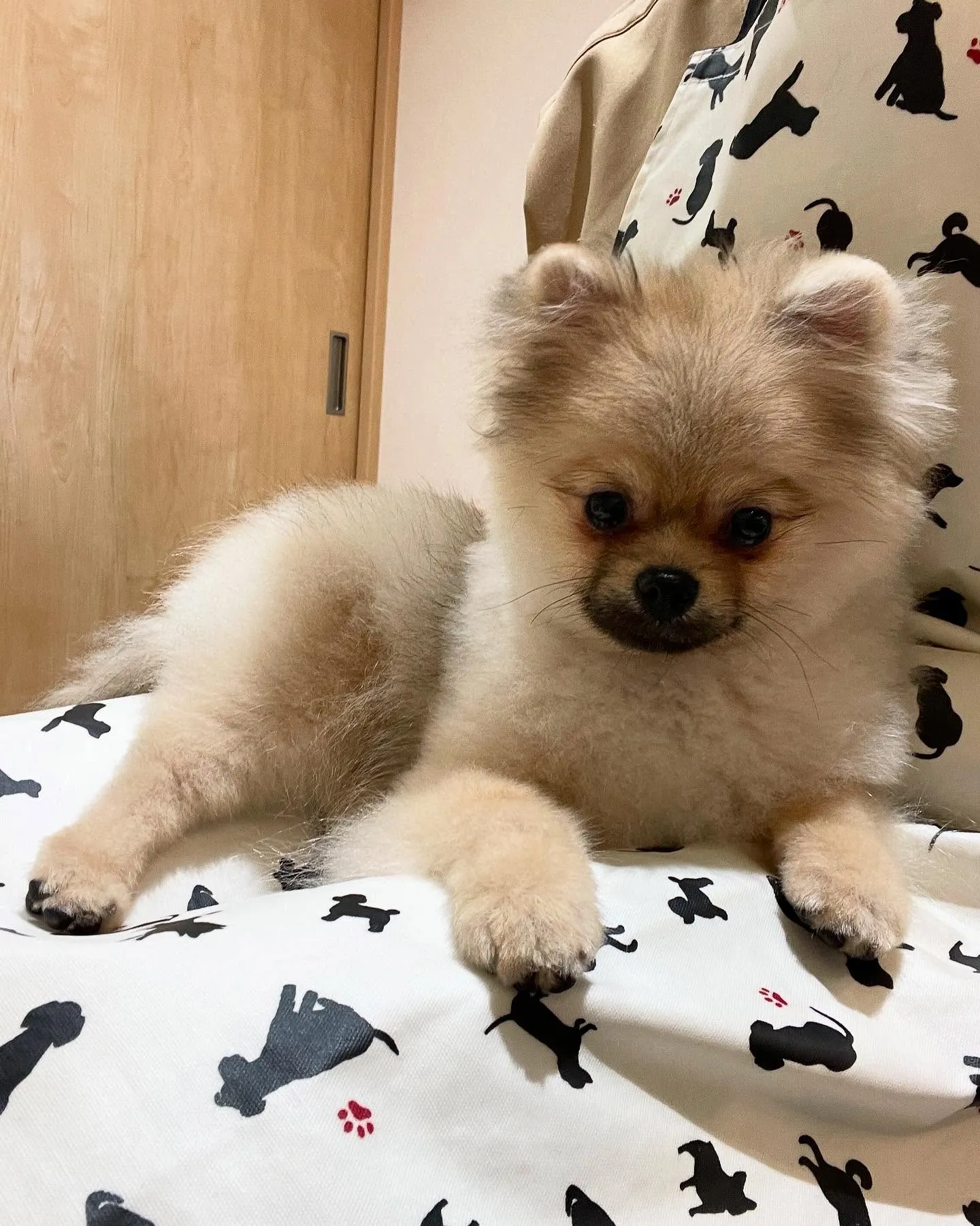 🍃今日のトリミング🍃ポメラニアン🐶｜名東区・千種区・守山区の...