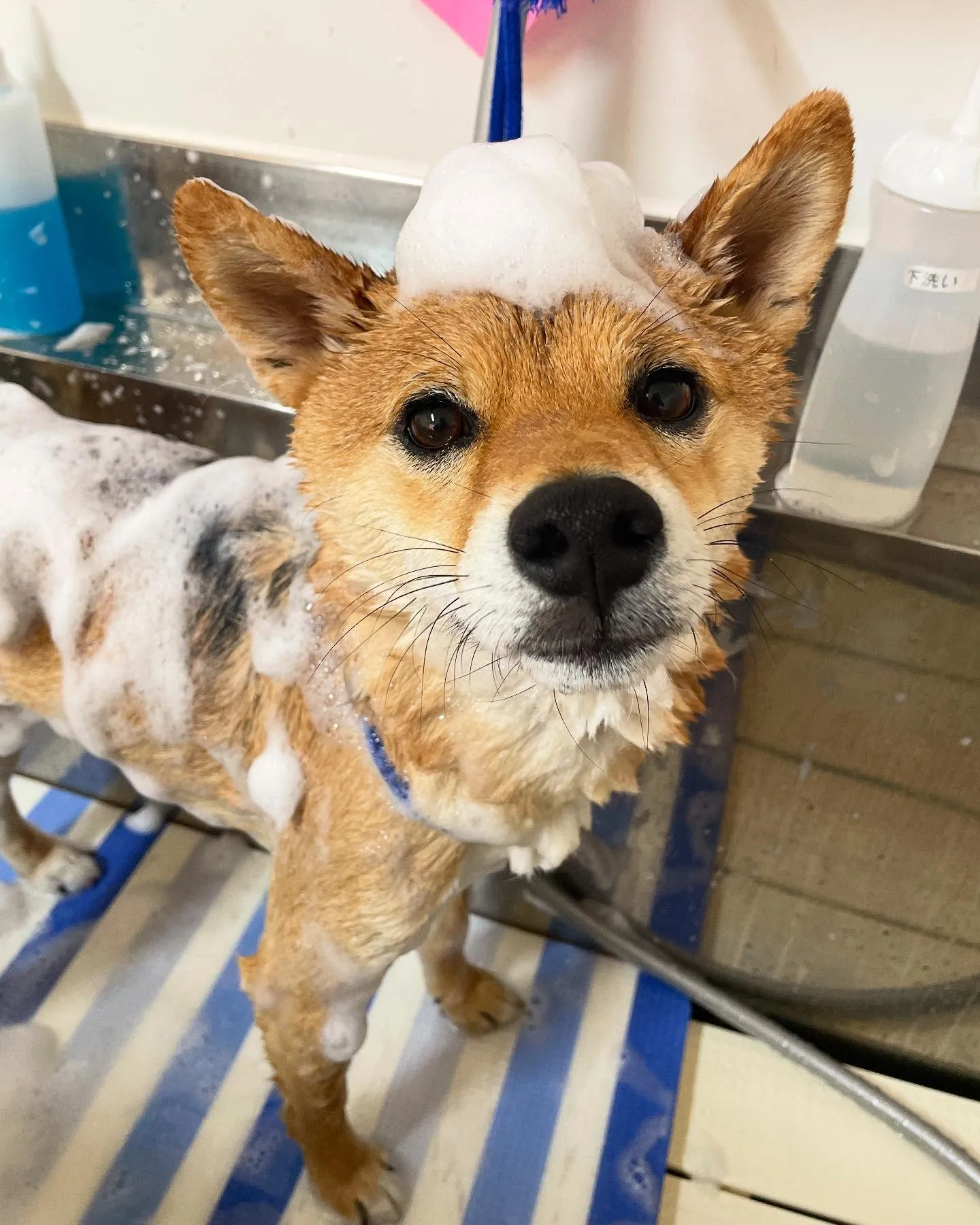 🍃今日のトリミング🍃柴犬🐶｜名東区・千種区・守山区の動物病院...