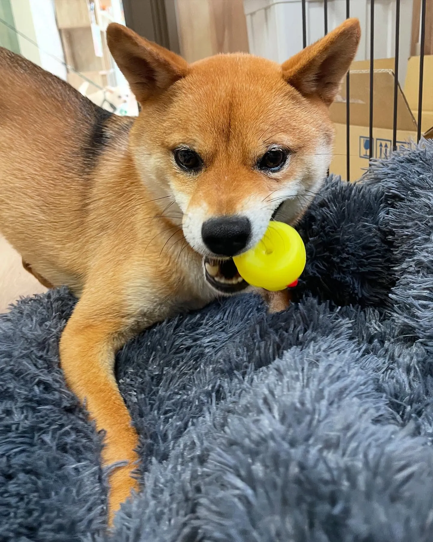 🍃今日のトリミング🍃柴犬🐶｜名東区・千種区・守山区の動物病院...