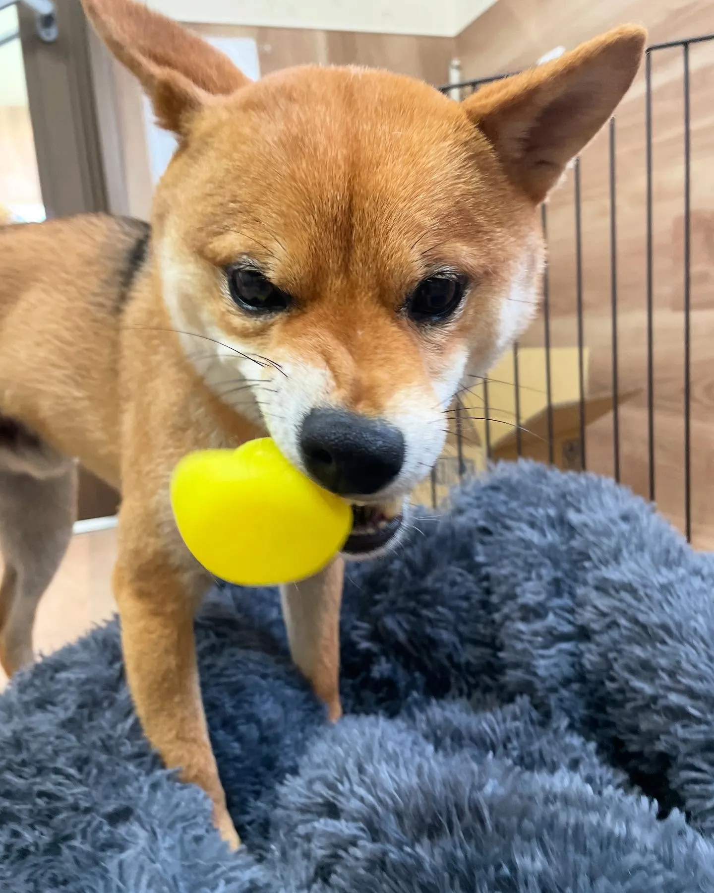🍃今日のトリミング🍃柴犬🐶｜名東区・千種区・守山区の動物病院...