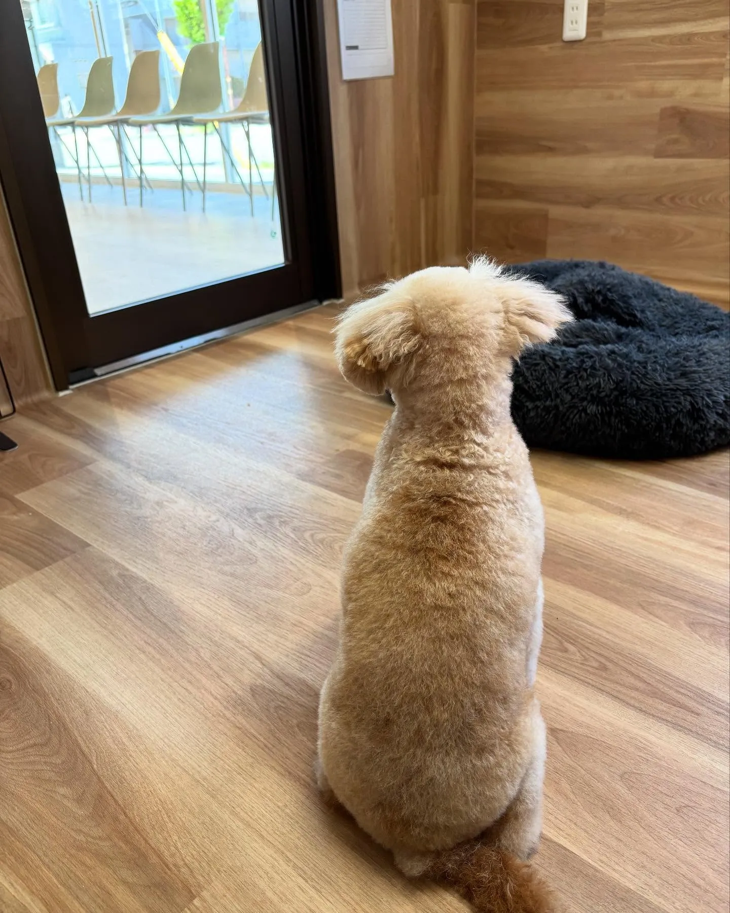 🍃今日のトリミング🍃トイプードル🐶｜名東区・千種区・守山区の...