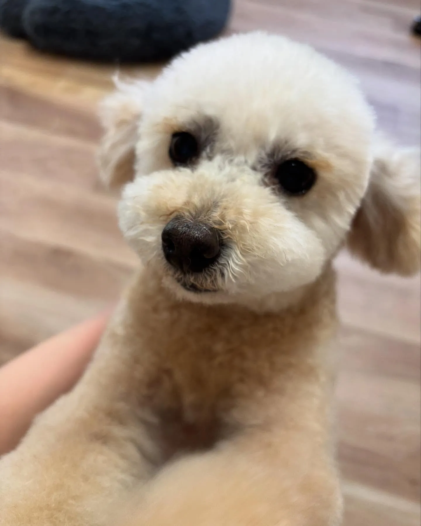 🍃今日のトリミング🍃トイプードル🐶｜名東区・千種区・守山区の...