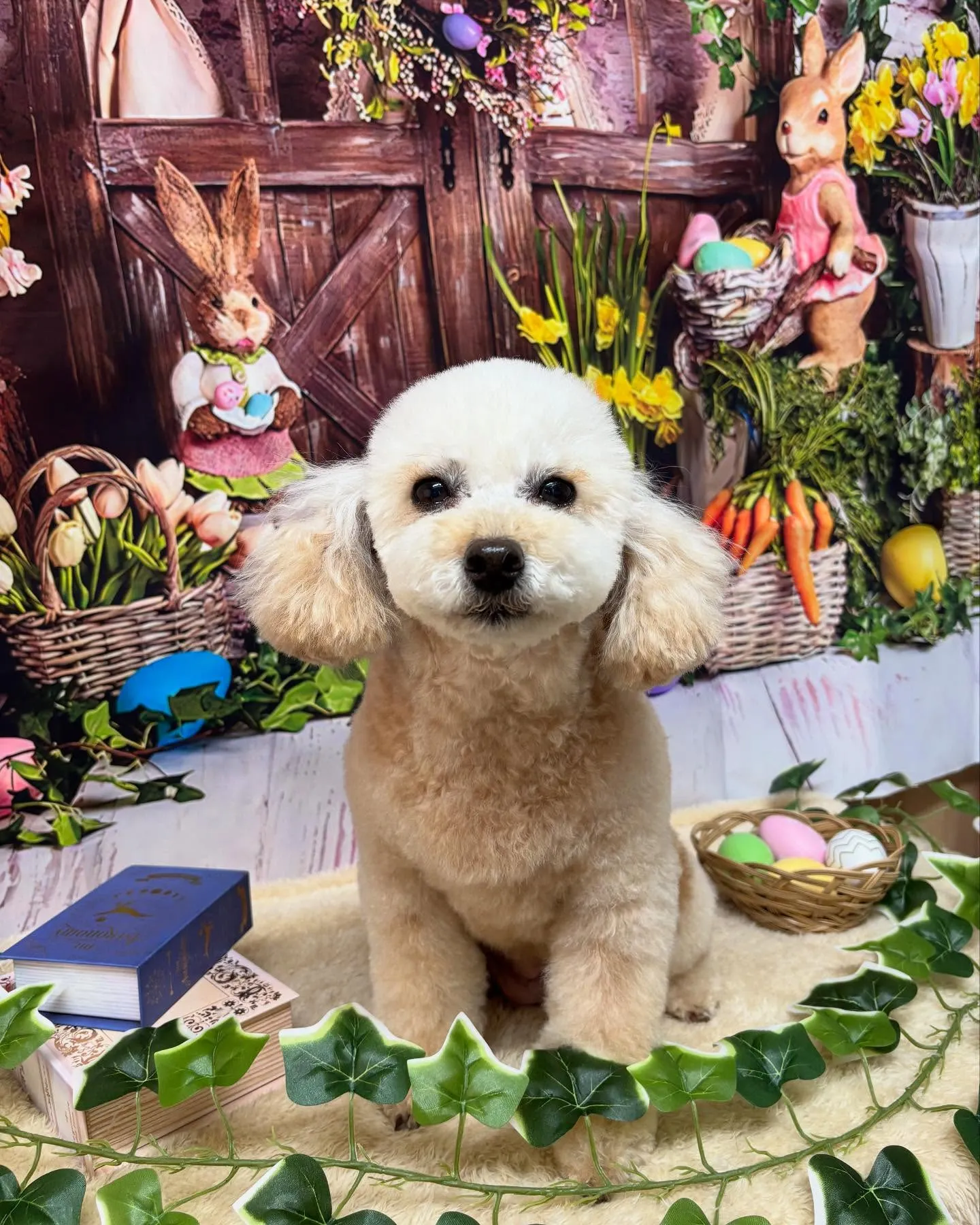 🍃今日のトリミング🍃トイプードル🐶｜名東区・千種区・守山区の...