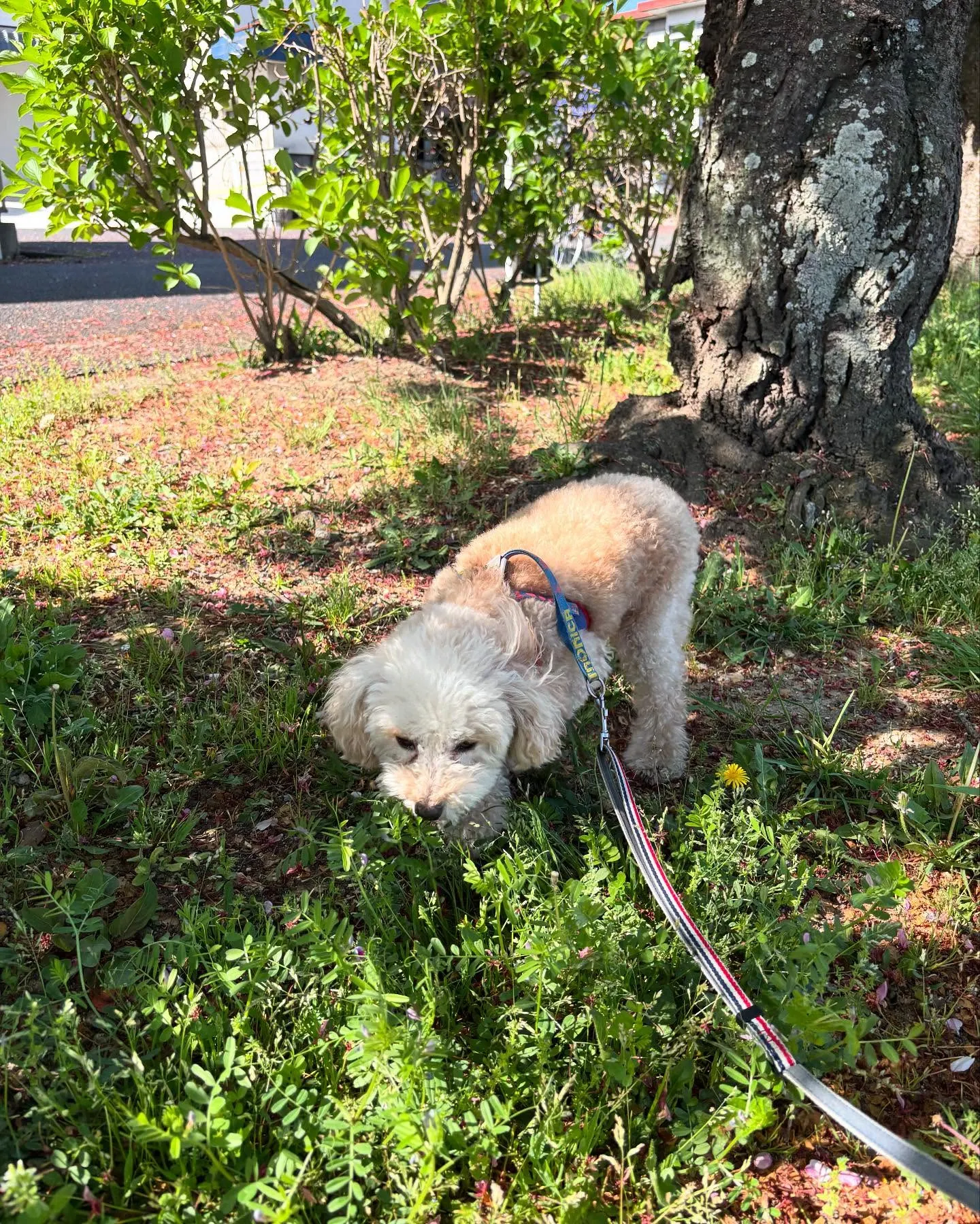🍃今日のトリミング🍃トイプードル🐶｜名東区・千種区・守山区の...