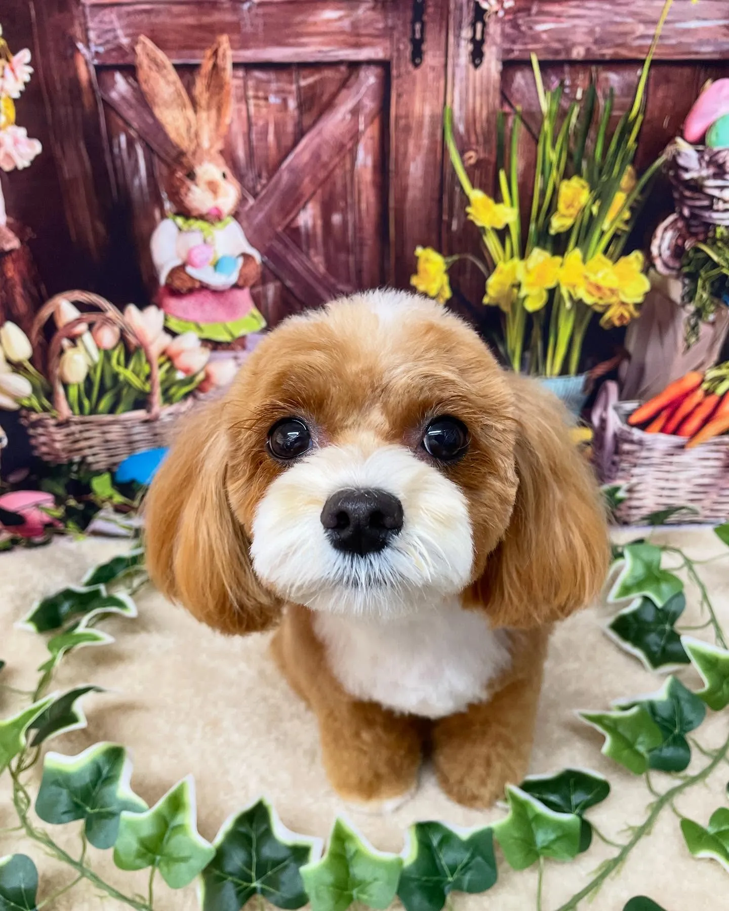 🍃今日のトリミング🍃MIX犬🐶｜名東区・千種区・守山区の動物...