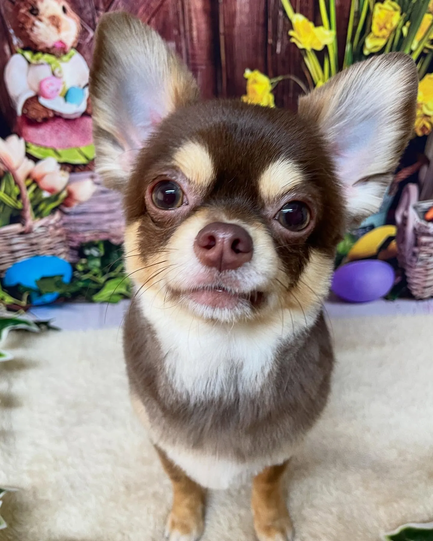 🍃今日のトリミング🍃チワワ🐶｜名東区・千種区・守山区の動物病...