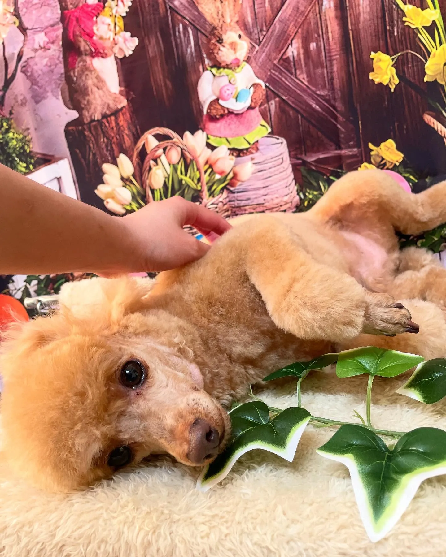 🍃今日のトリミング🍃プードル🐶｜名東区・千種区・守山区の動物...