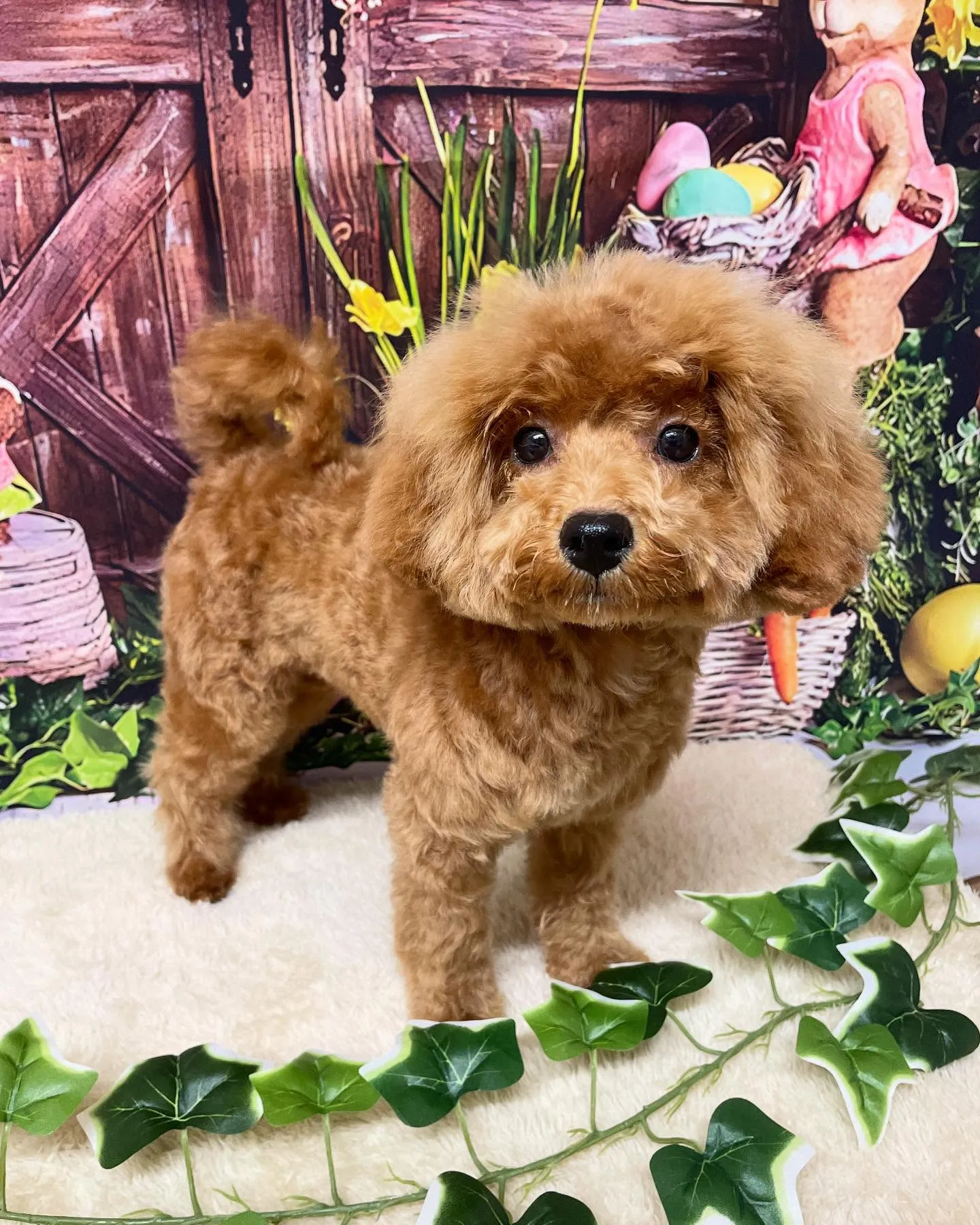 🍃今日のトリミング🍃プードル🐶｜名東区・千種区・守山区の動物...