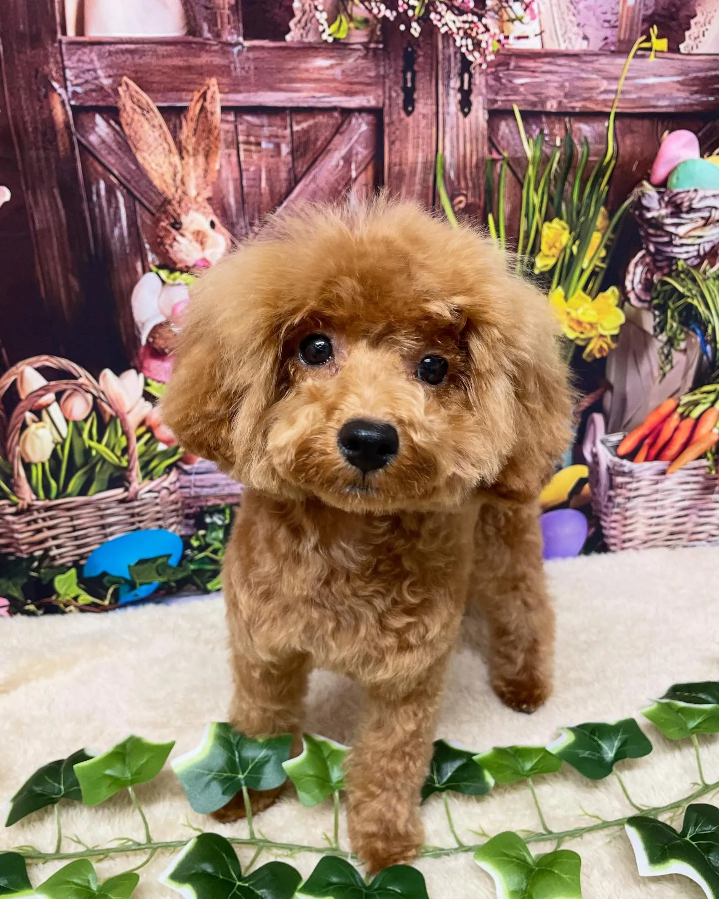 🍃今日のトリミング🍃プードル🐶｜名東区・千種区・守山区の動物...