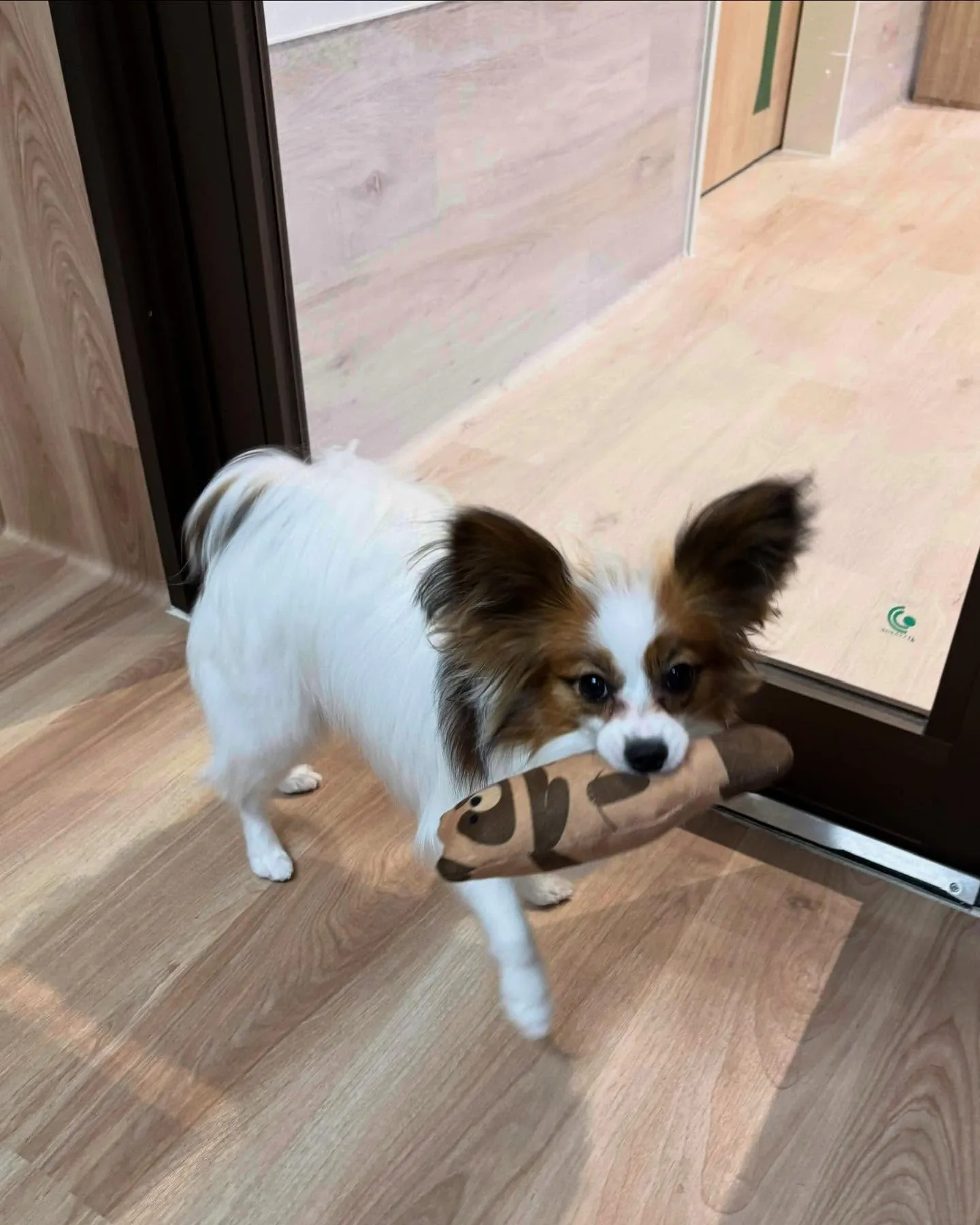 🍃今日のトリミング🍃パピヨン🐶｜名東区・千種区・守山区の動物...