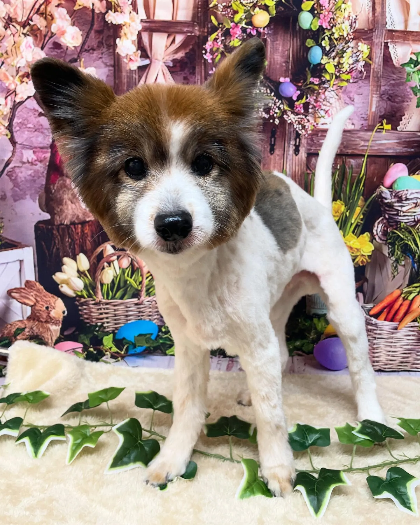 🍃今日のトリミング🍃パピヨン🐶｜名東区・千種区・守山区の動物...