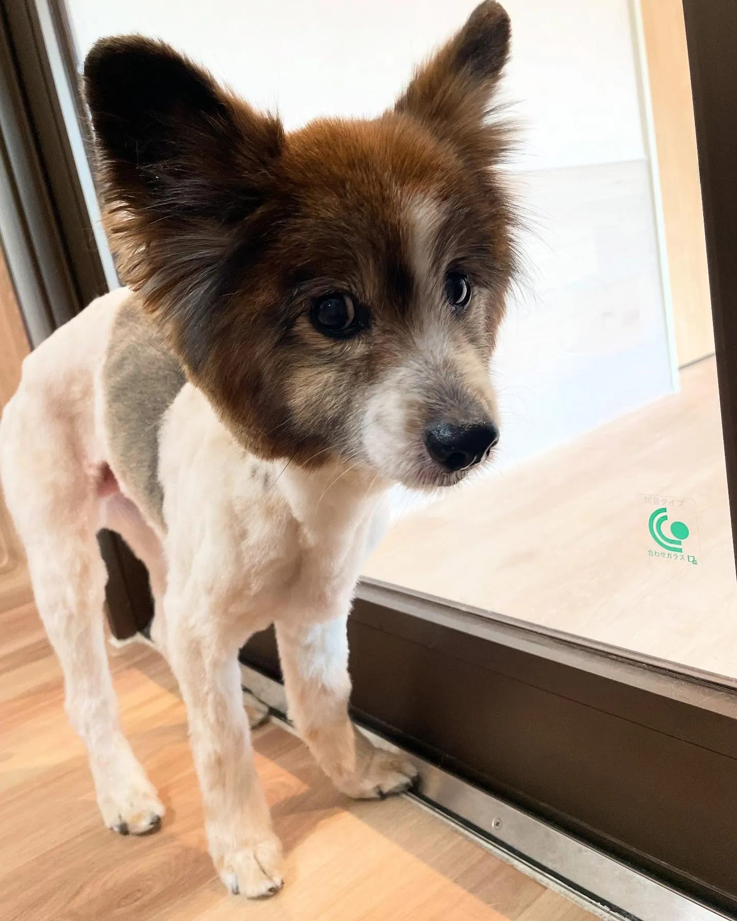 🍃今日のトリミング🍃パピヨン🐶｜名東区・千種区・守山区の動物...