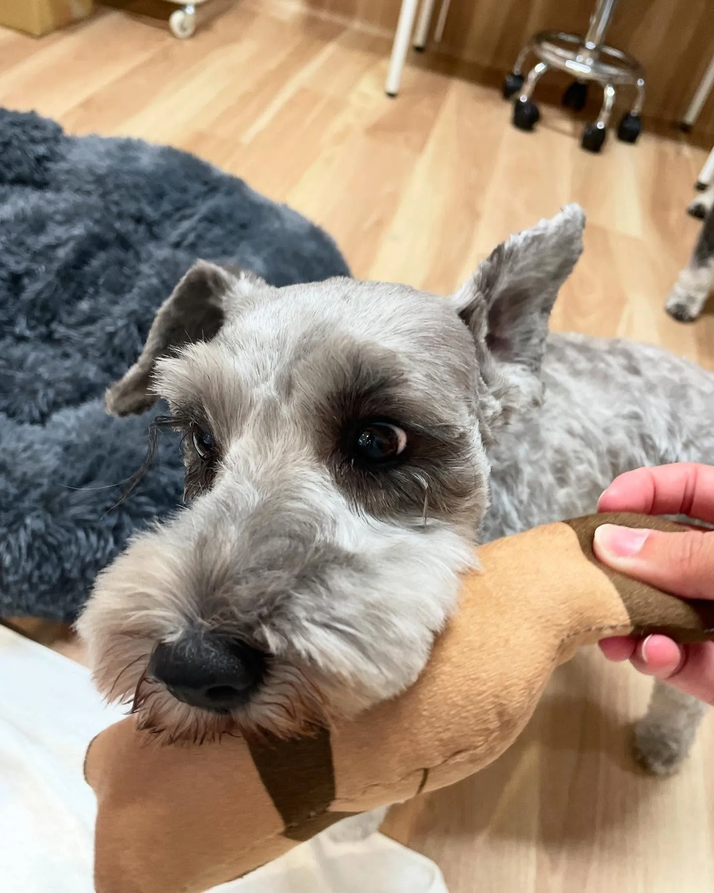 🍃今日のトリミング🍃ミニチュアシュナウザー🐶｜名東区・千種区...