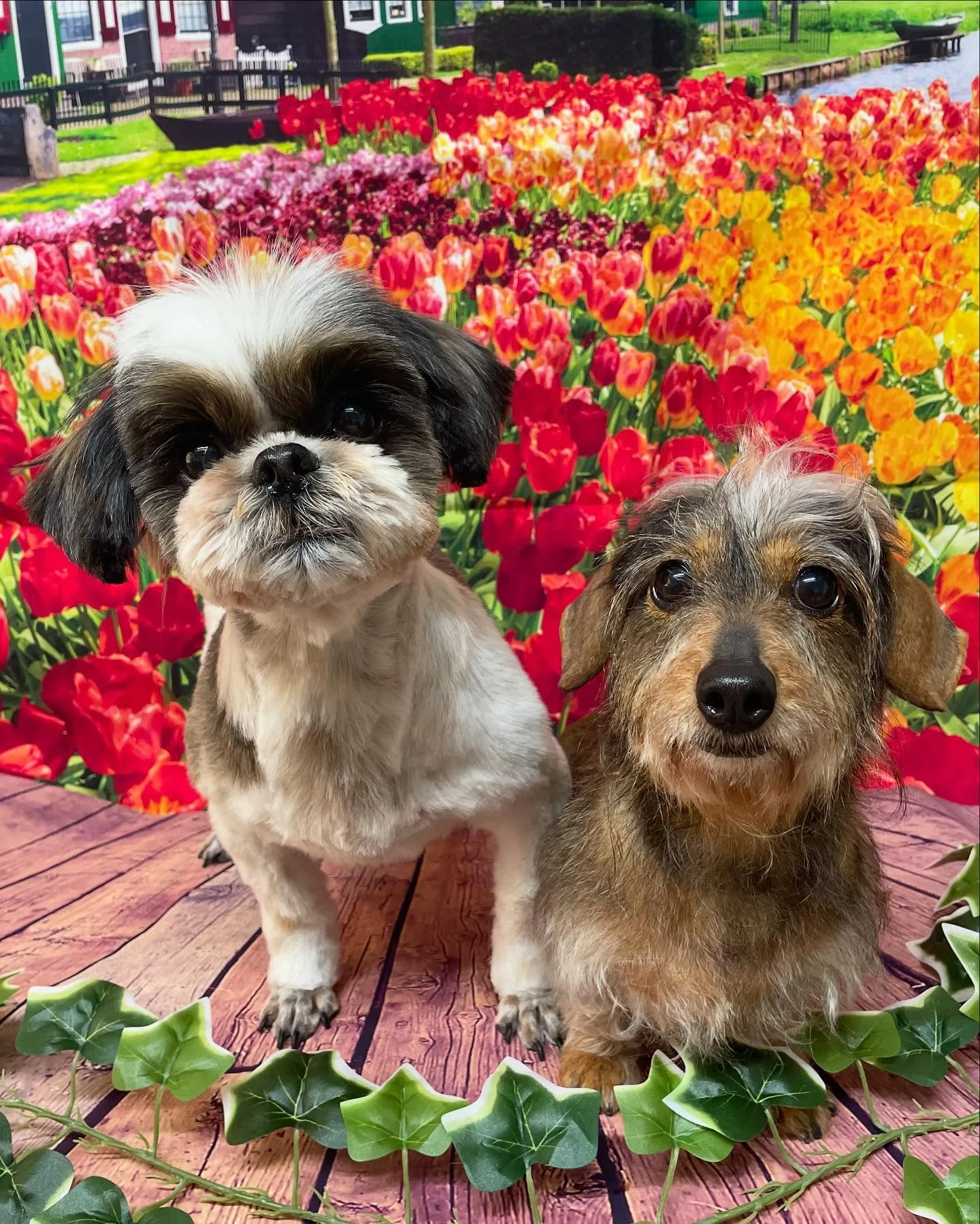 🍃今日のトリミング🍃シーズー|ダックス🐶｜名東区・千種区・守...