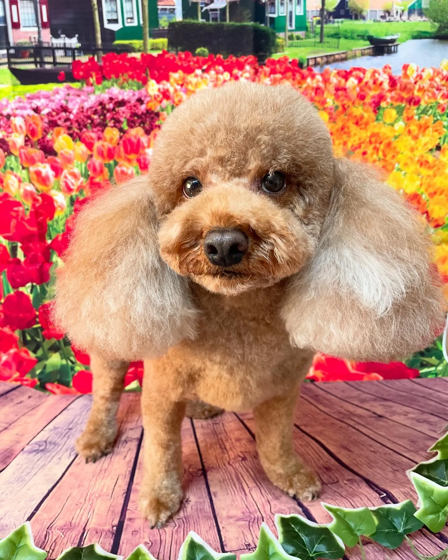 🍃今日のトリミング🍃プードル🐶｜名東区・千種区・守山区の動物...