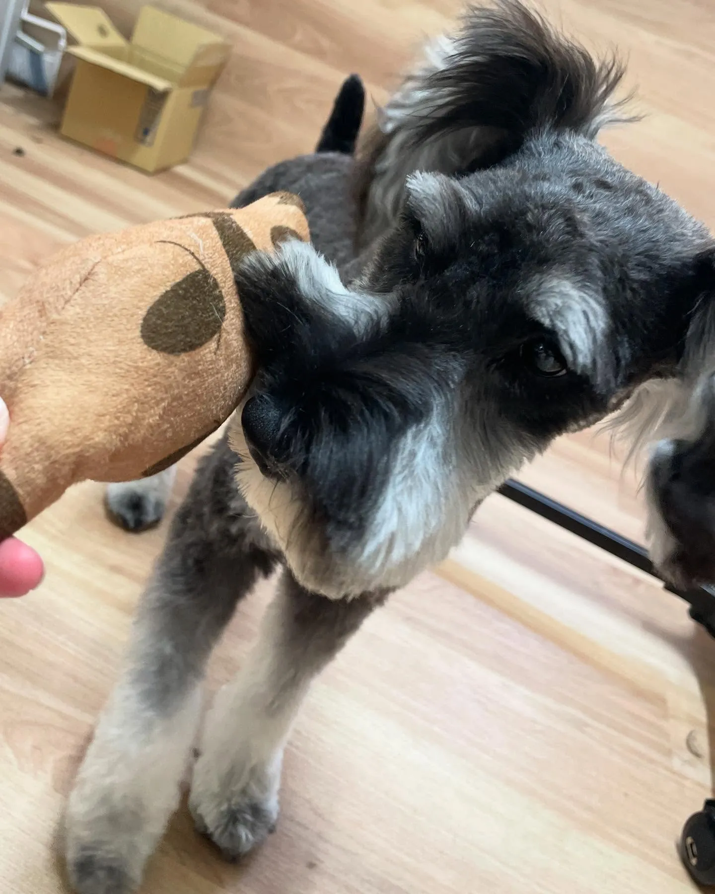 🍃今日のトリミング🍃シュナウザー🐶｜名東区・千種区・守山区の...