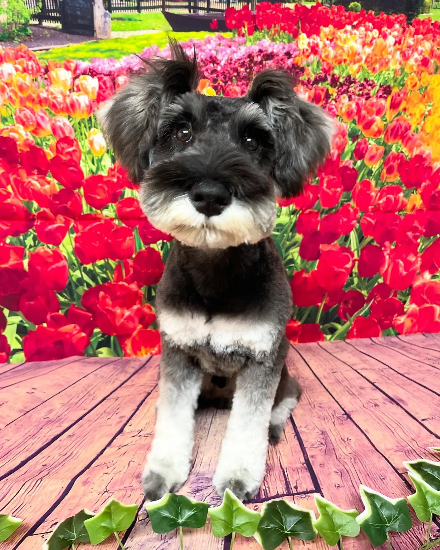 🍃今日のトリミング🍃シュナウザー🐶｜名東区・千種区・守山区の...