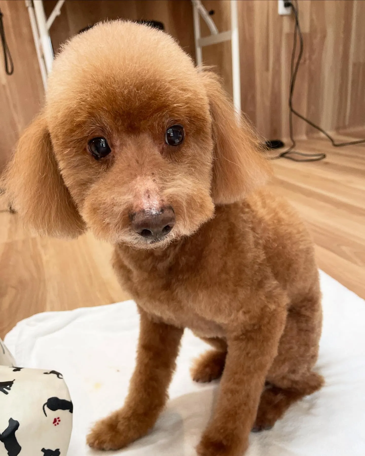 🍃今日のトリミング🍃プードル🐶｜名東区・千種区・守山区の動物...