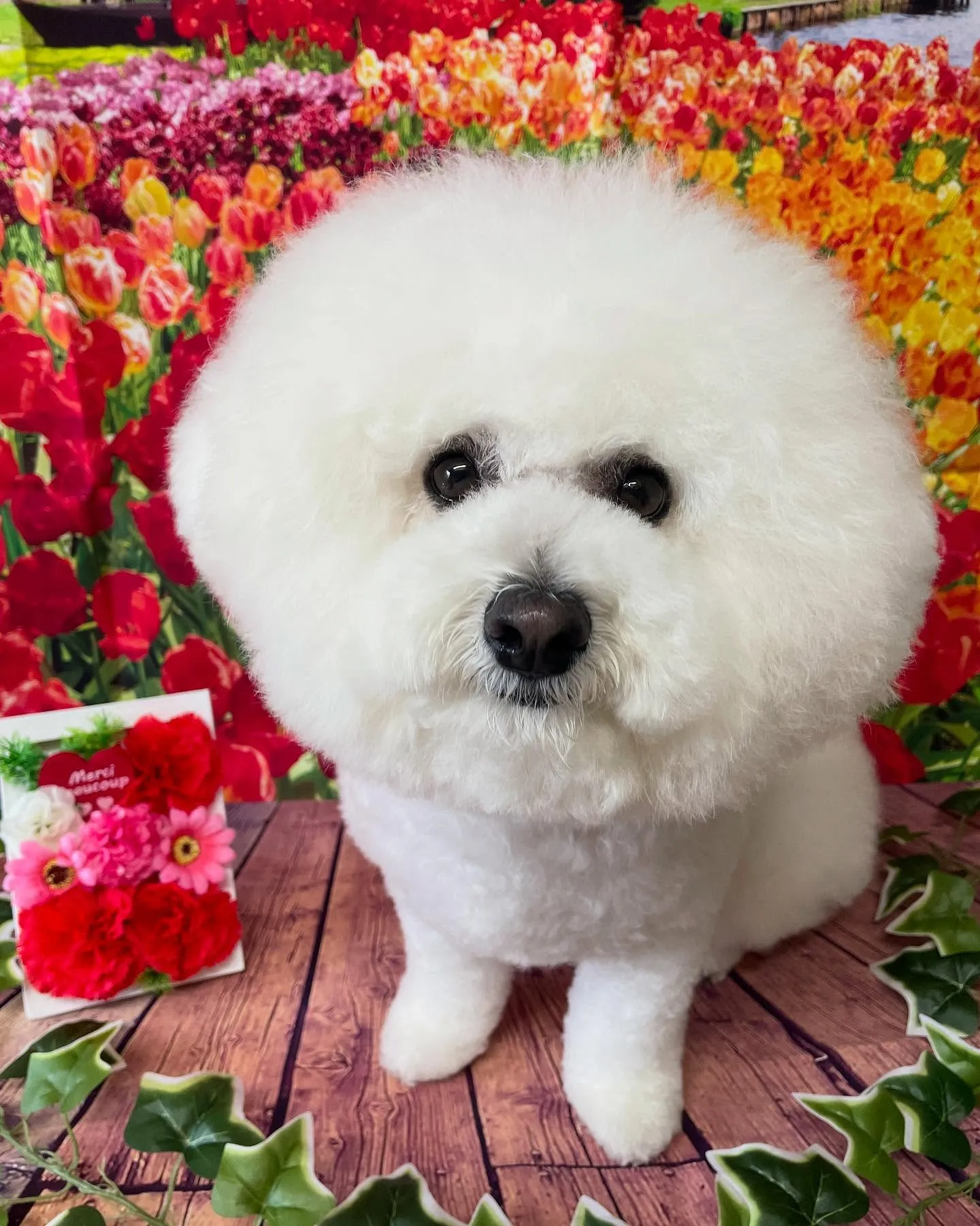 🍃今日のトリミング🍃ビションフリーゼ🐶｜名東区・千種区・守山...
