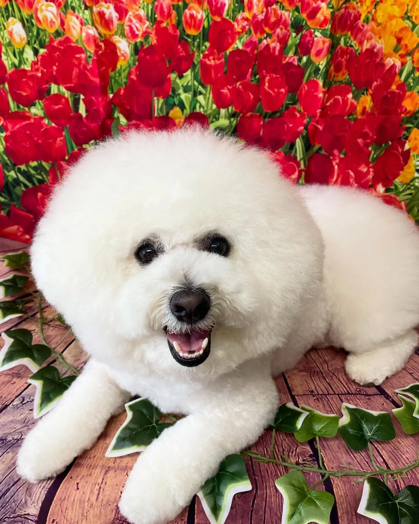 🍃今日のトリミング🍃ビションフリーゼ🐶｜名東区・千種区・守山...