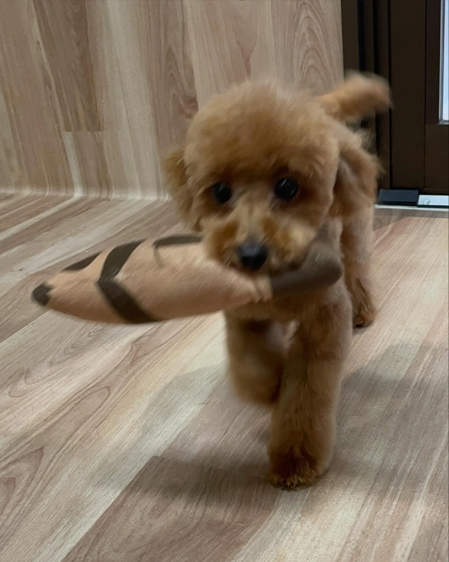 🍃今日のトリミング🍃プードル🐶｜名東区・千種区・守山区の動物...