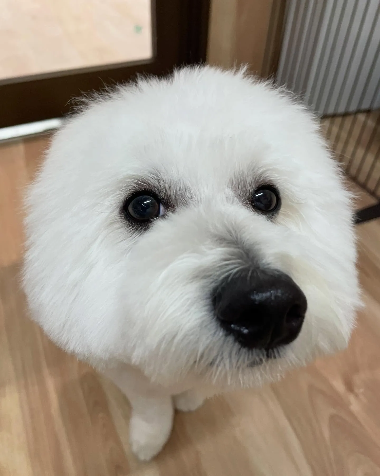 🍃今日のトリミング🍃ミックス犬🐶｜名東区・千種区・守山区の動...