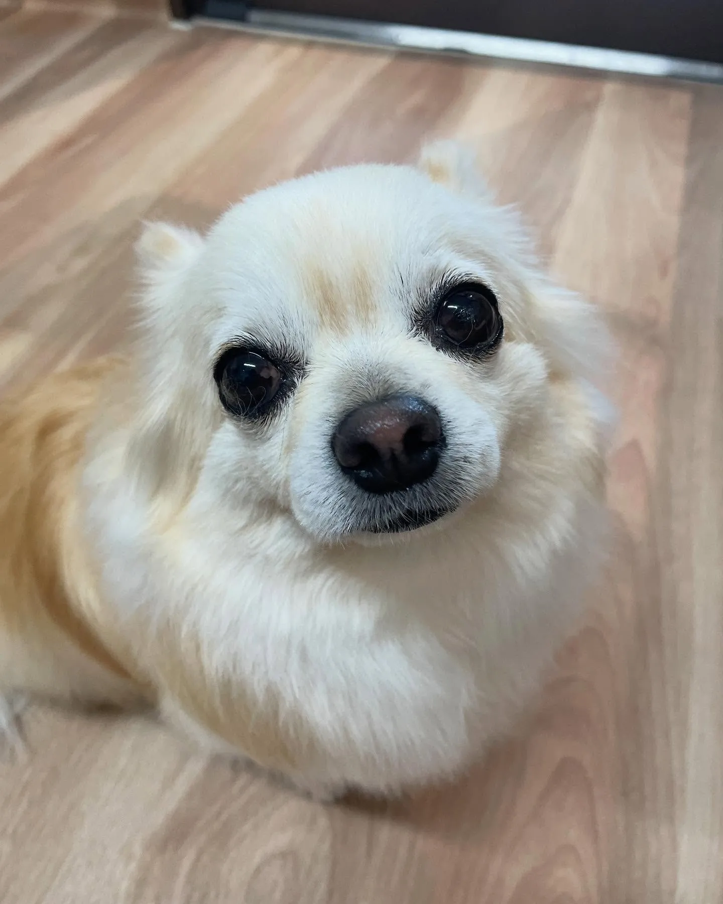 🍃今日のトリミング🍃チワワ🐶｜名東区・千種区・守山区の動物病...