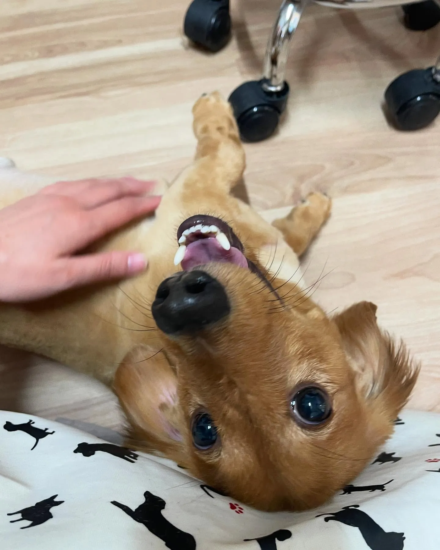 🍃今日のトリミング🍃ダックスフンド🐶｜名東区・千種区・守山区...