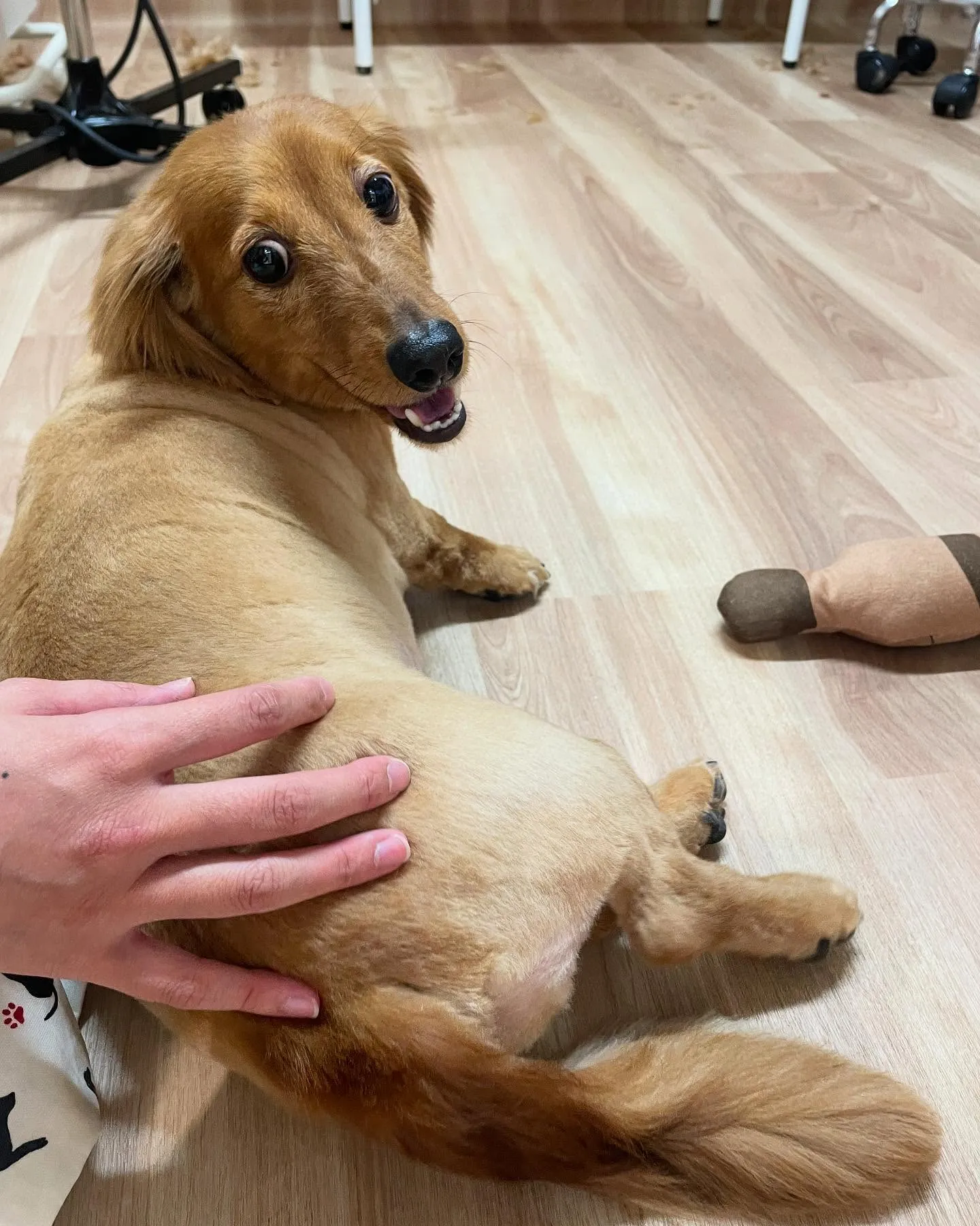 🍃今日のトリミング🍃ダックスフンド🐶｜名東区・千種区・守山区...