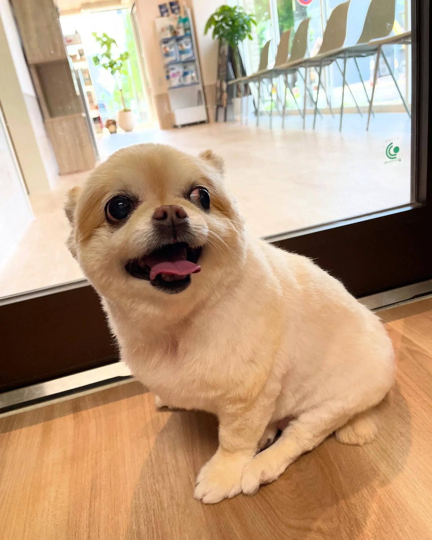 🍃今日のトリミング🍃チワワ🐶｜名東区・千種区・守山区の動物病...