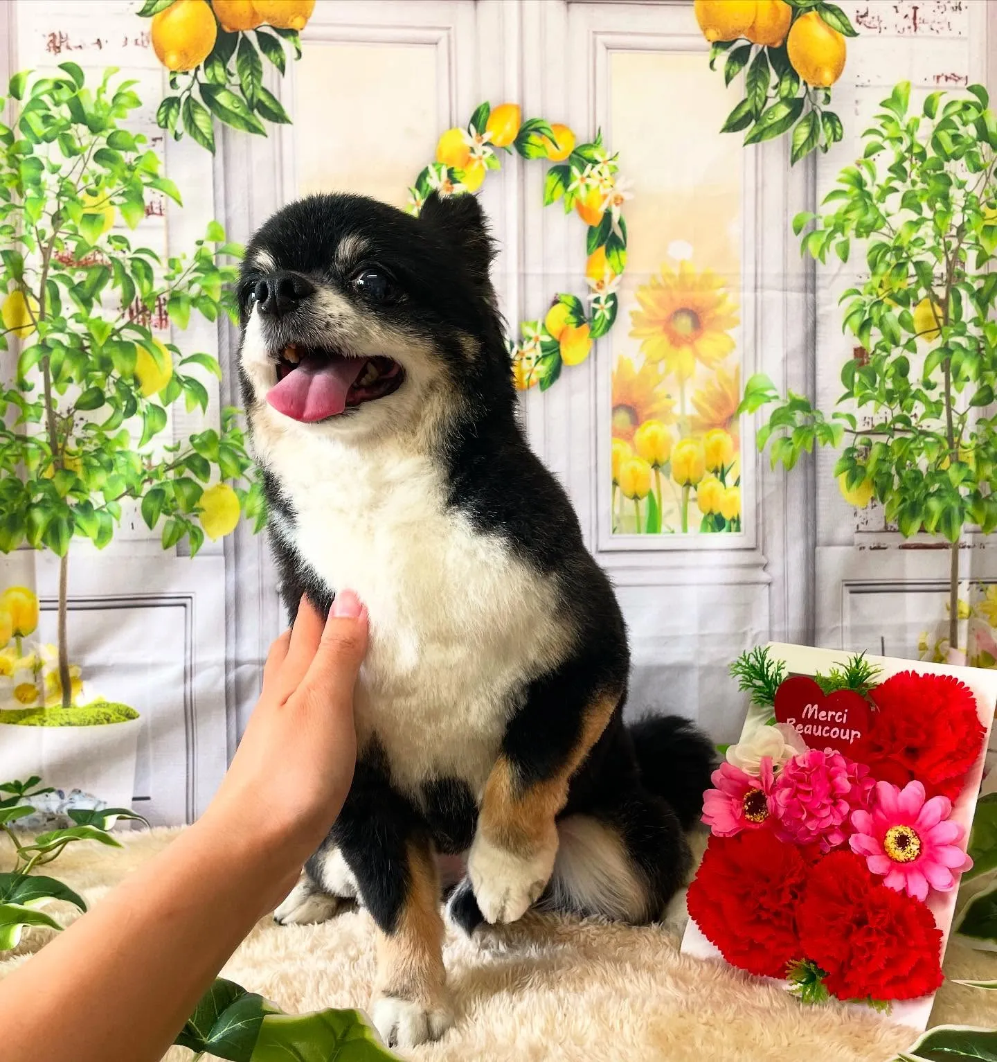 🍃今日のトリミング🍃チワワ🐶｜名東区・千種区・守山区の動物病...