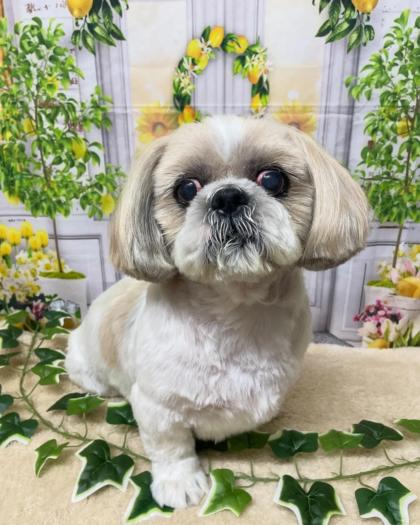 🍃今日のトリミング🍃シーズー🐶｜名東区・千種区・守山区の動物...