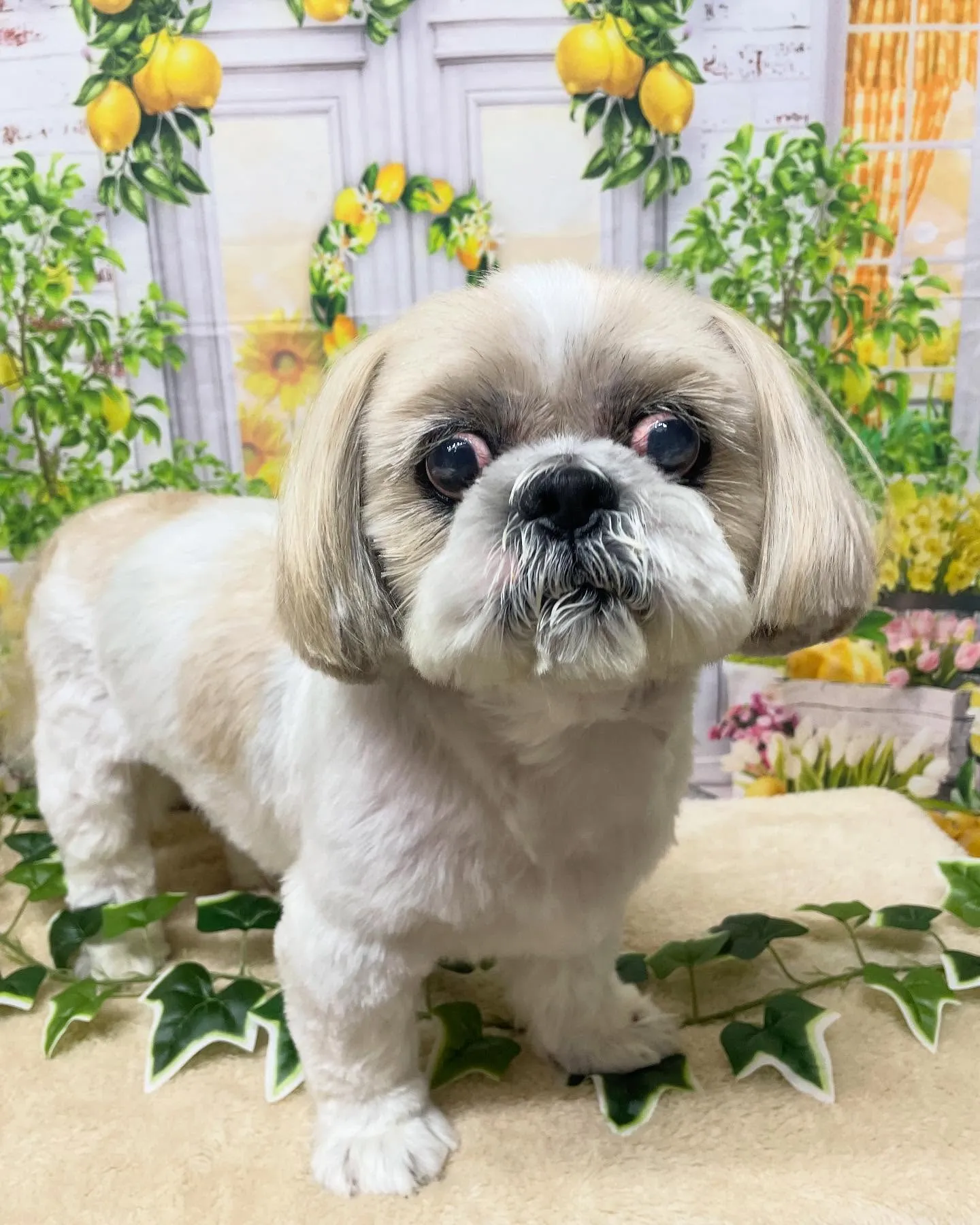 🍃今日のトリミング🍃シーズー🐶｜名東区・千種区・守山区の動物...