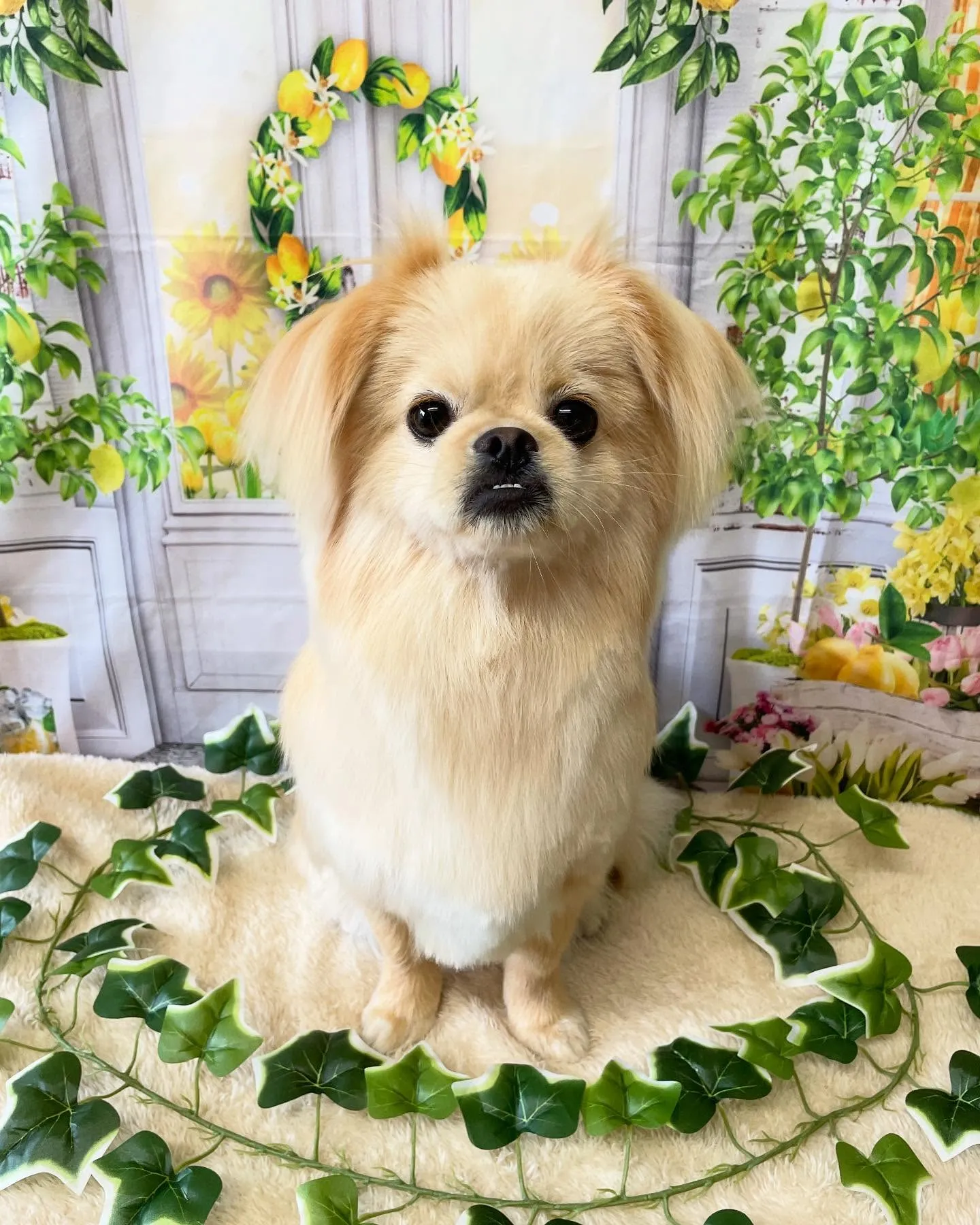 🍃今日のトリミング🍃ミックス犬🐶｜名東区・千種区・守山区の動...