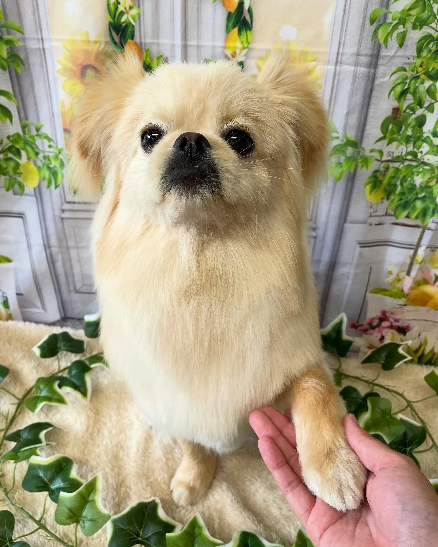 🍃今日のトリミング🍃ミックス犬🐶｜名東区・千種区・守山区の動...