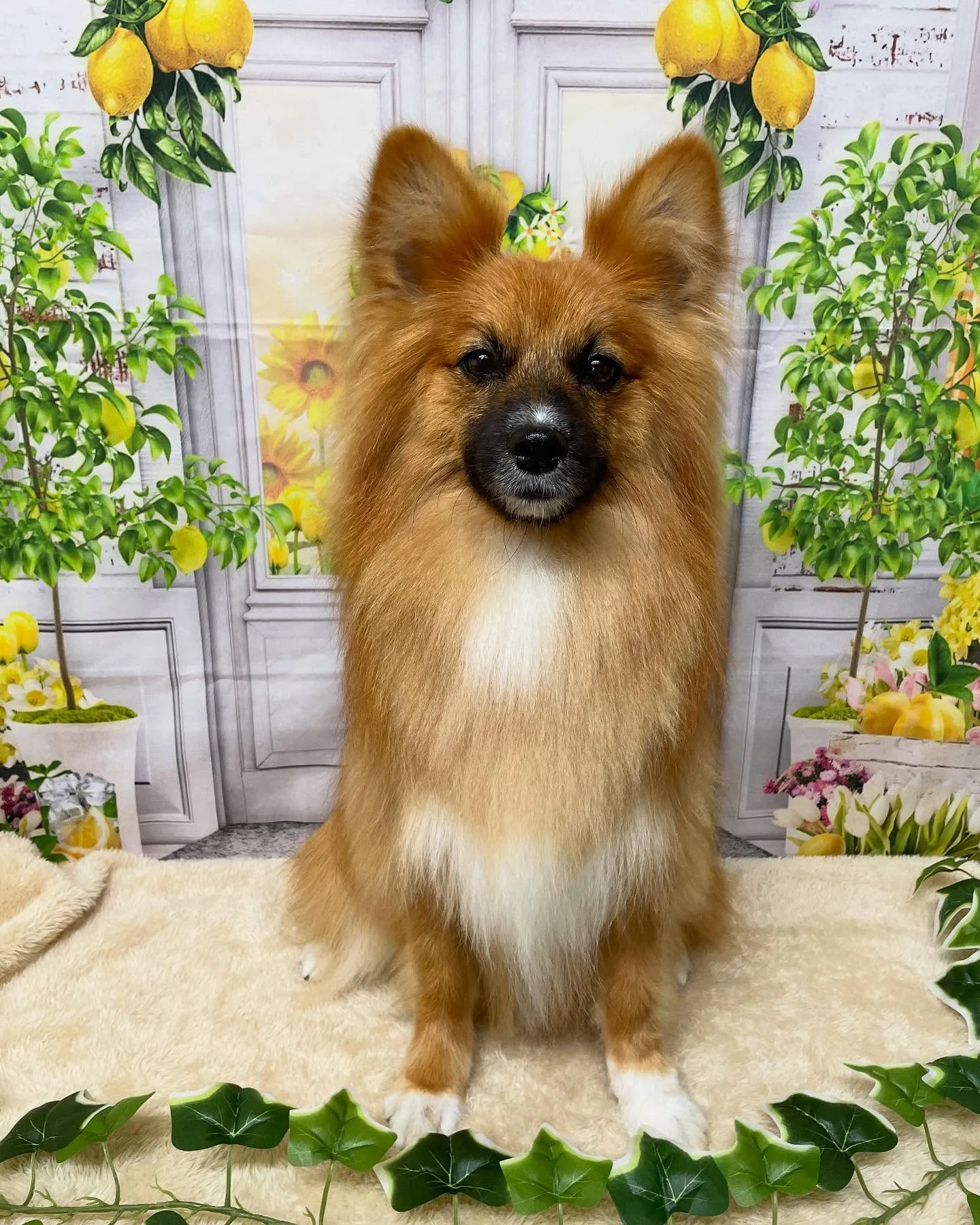 🍃今日のトリミング🍃ミックス犬🐶｜名東区・千種区・守山区の動...