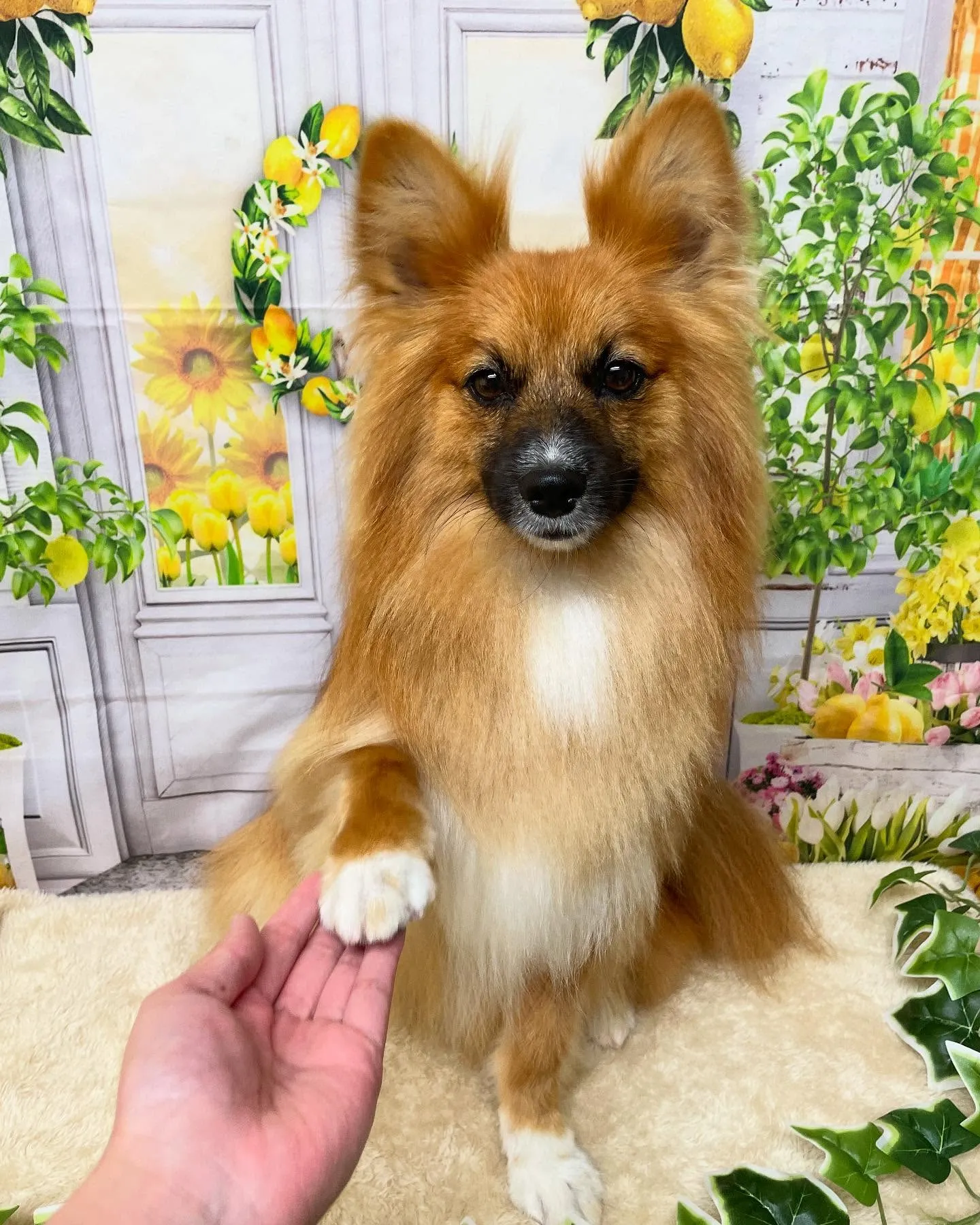 🍃今日のトリミング🍃ミックス犬🐶｜名東区・千種区・守山区の動...