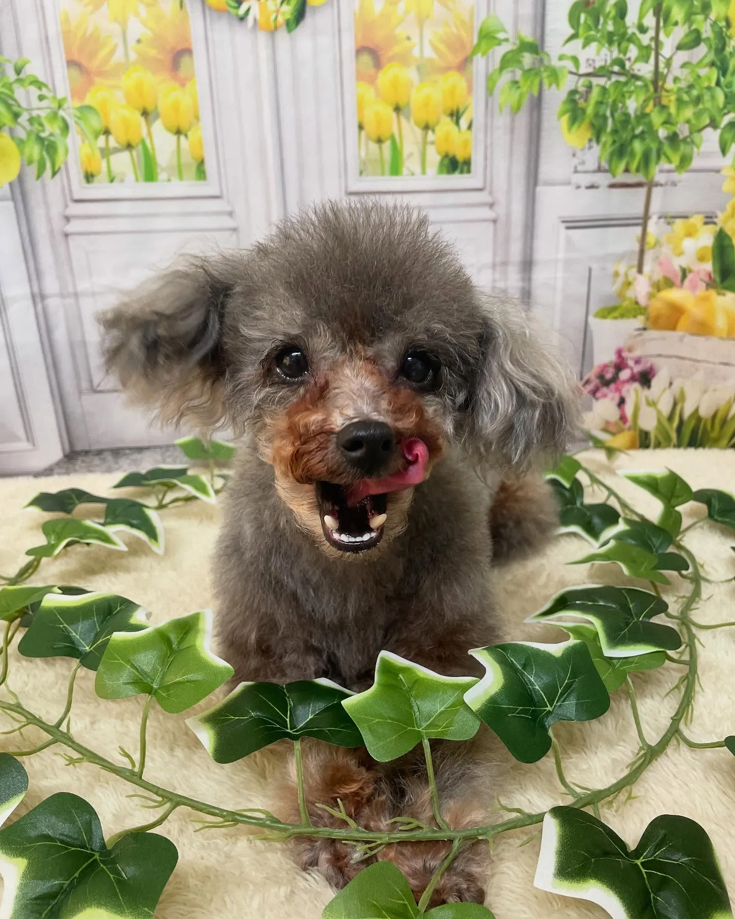🍃今日のトリミング🍃プードル🐶｜名東区・千種区・守山区の動物...