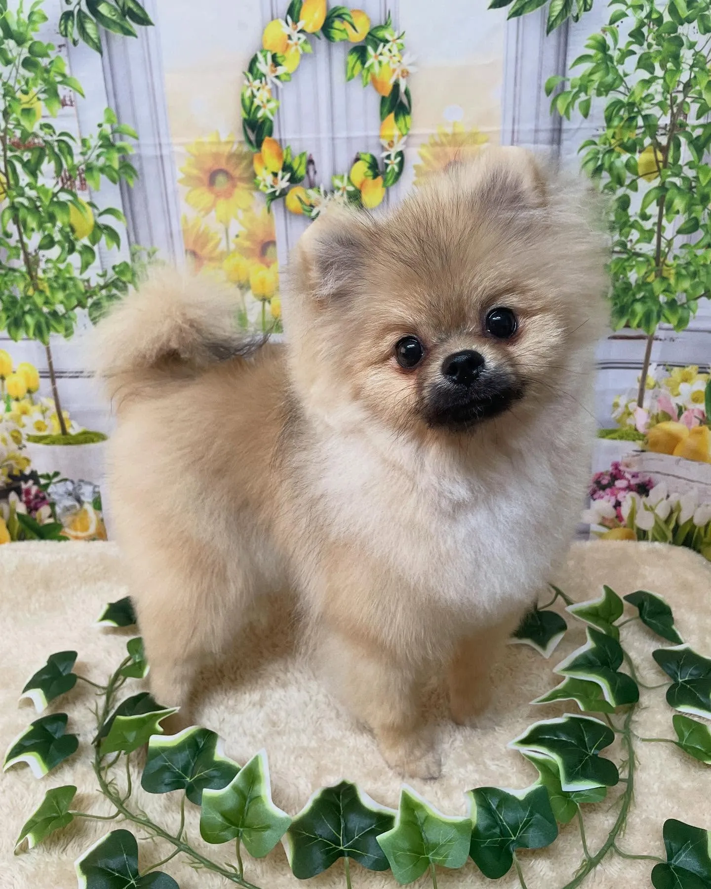 🍃今日のトリミング🍃ポメラニアン🐶｜名東区・千種区・守山区の...