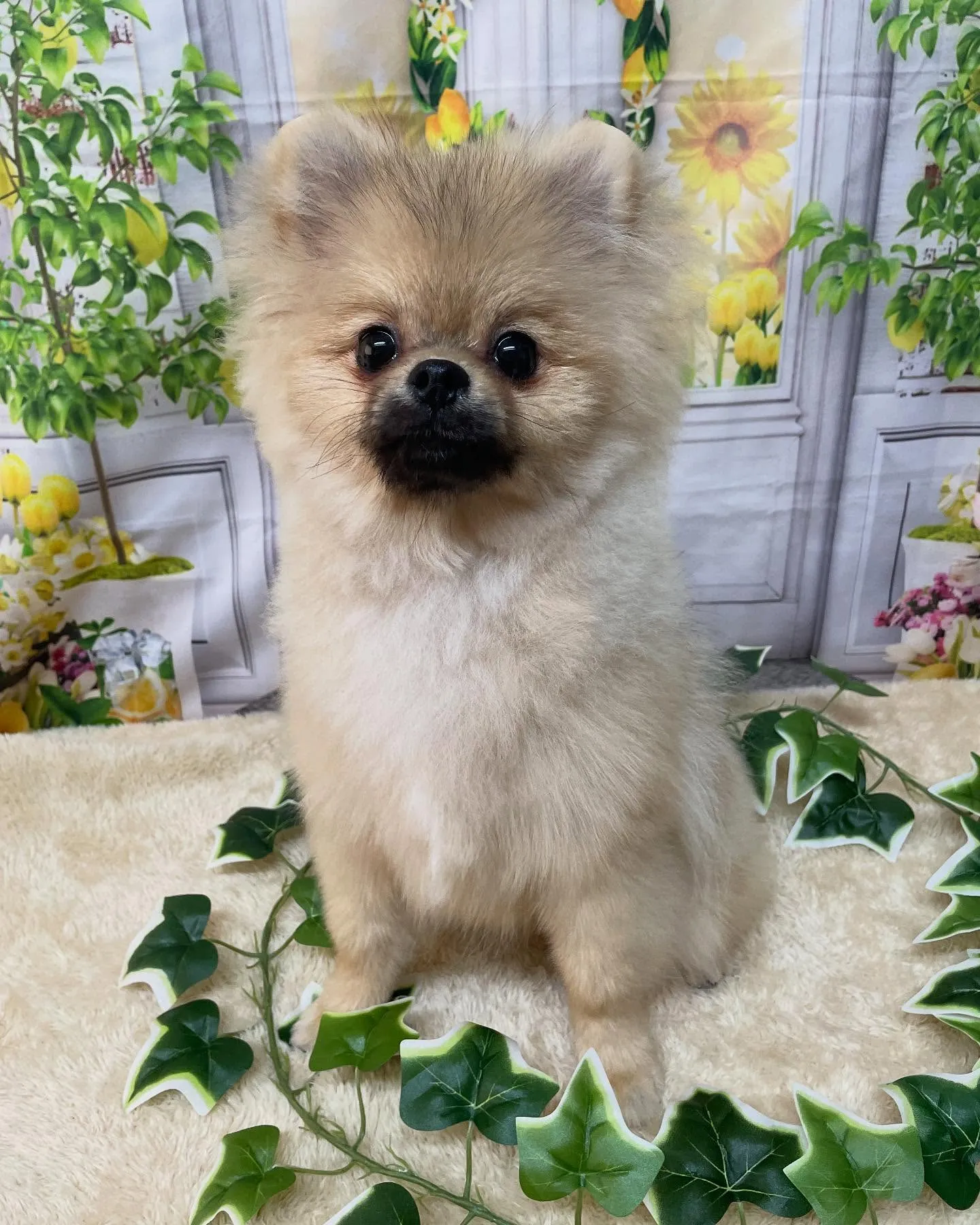 🍃今日のトリミング🍃ポメラニアン🐶｜名東区・千種区・守山区の...