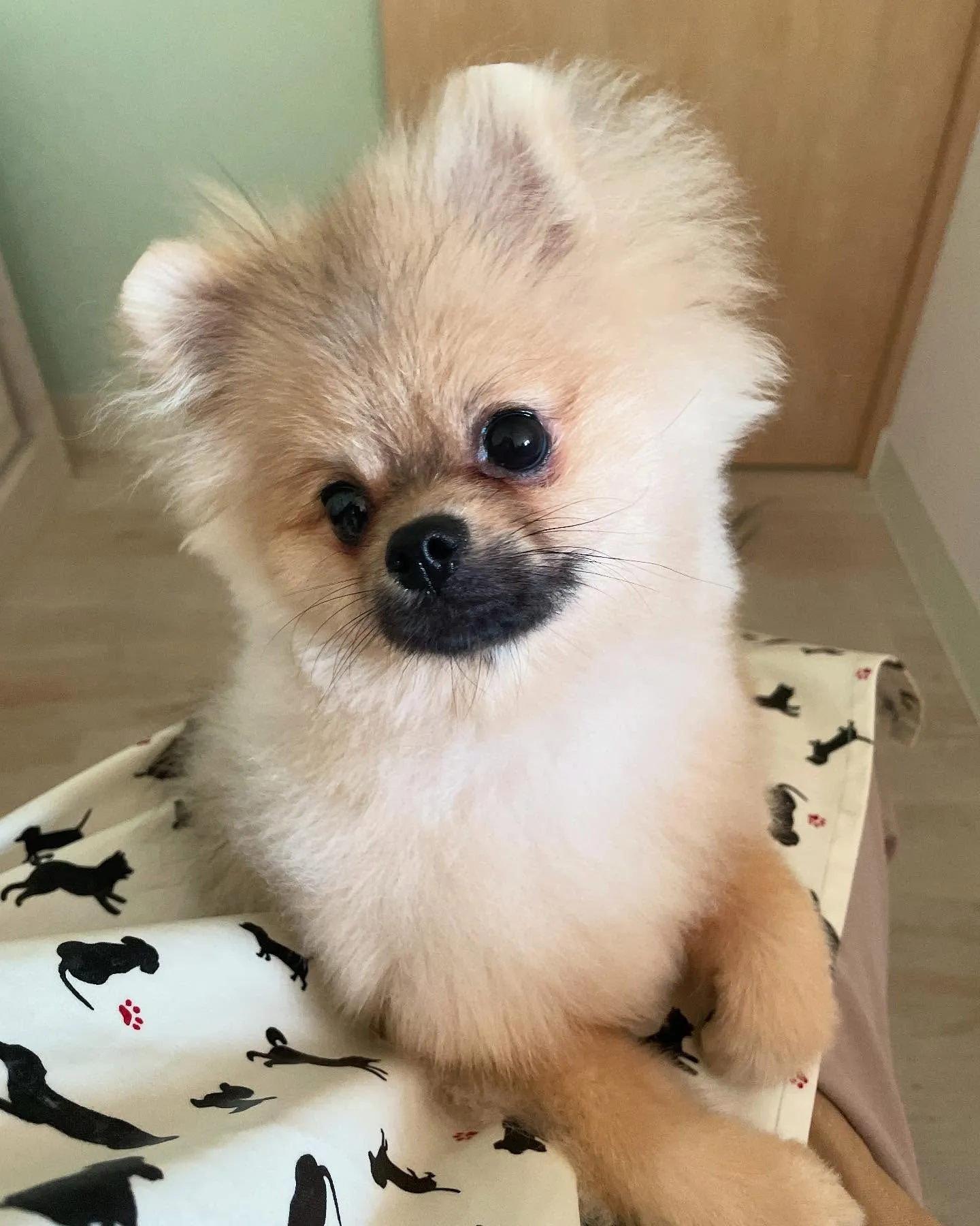 🍃今日のトリミング🍃ポメラニアン🐶｜名東区・千種区・守山区の...