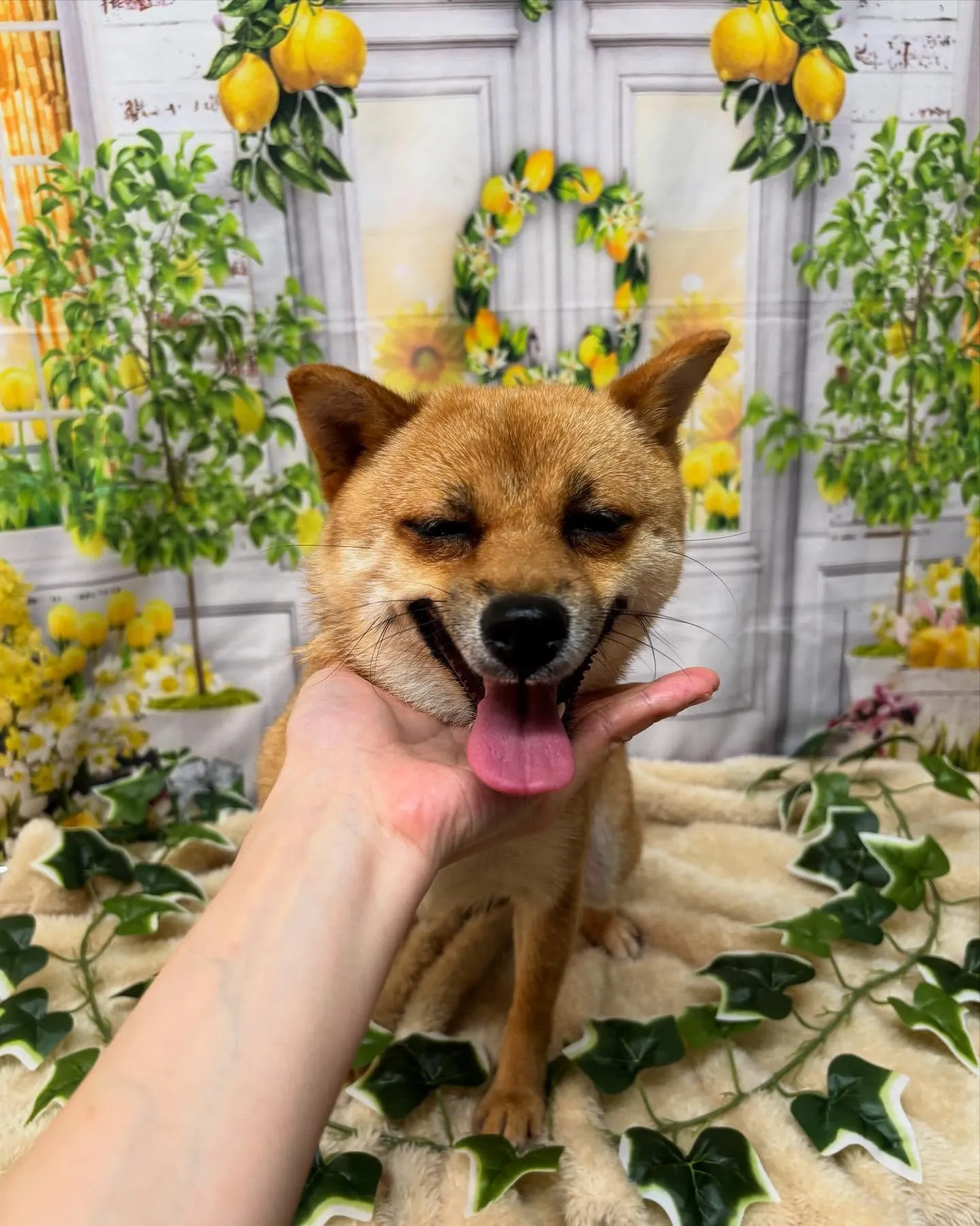 🍃今日のトリミング🍃柴犬🐶｜名東区・千種区・守山区の動物病院...