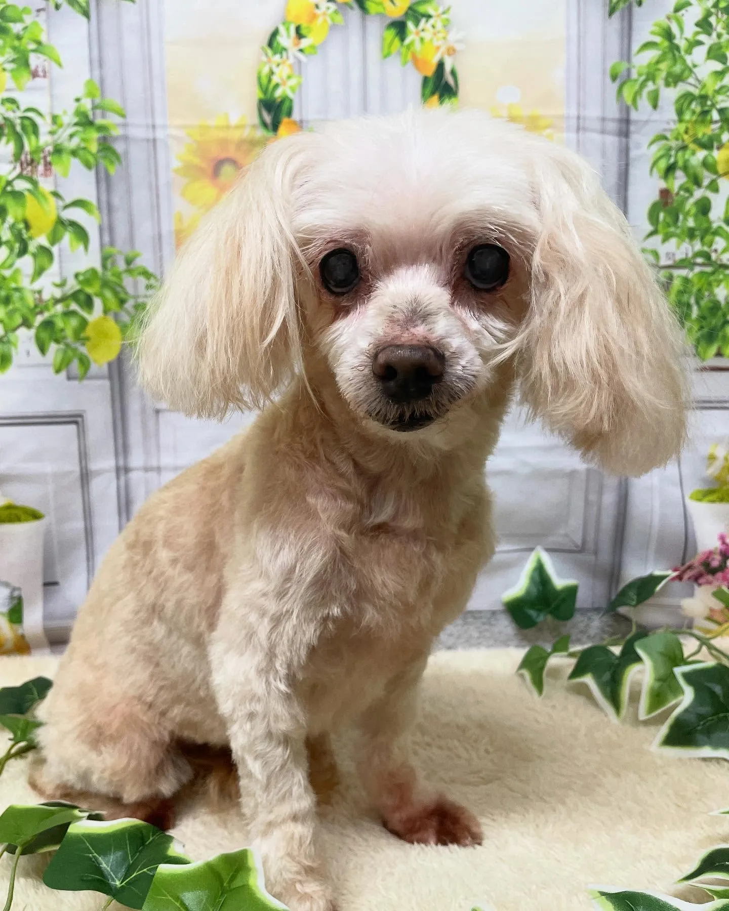 🍃今日のトリミング🍃ミックス犬🐶｜名東区・千種区・守山区の動...