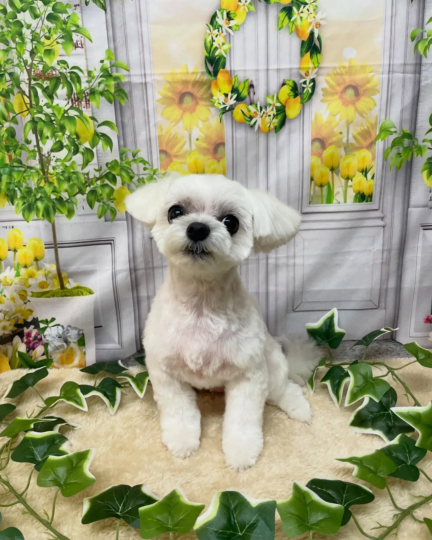 🍃今日のトリミング🍃マルチーズ🐶｜名東区・千種区・守山区の動...