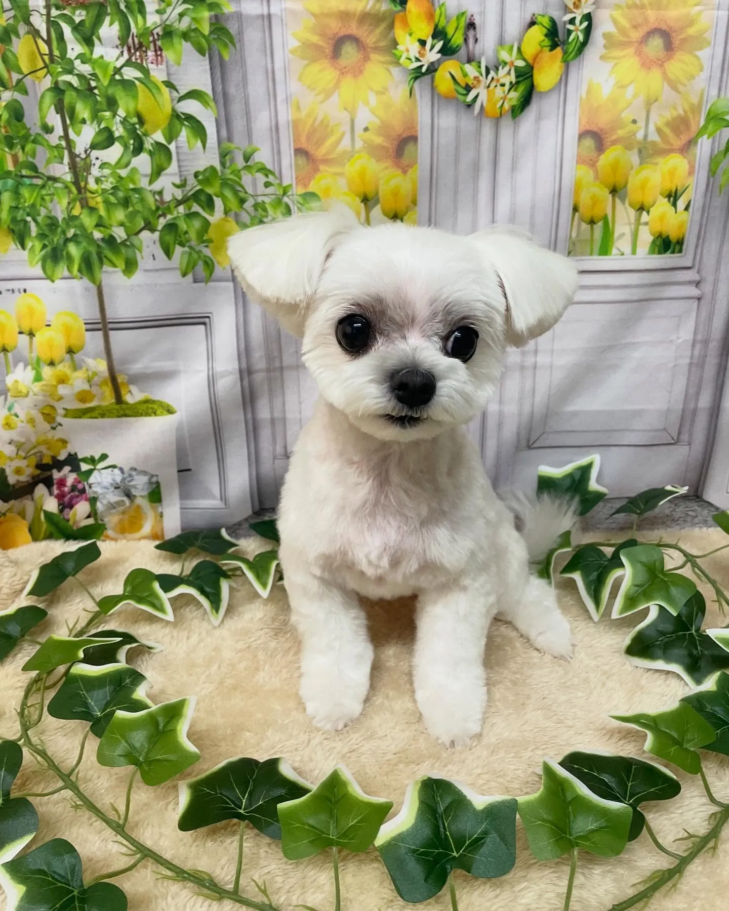 🍃今日のトリミング🍃マルチーズ🐶｜名東区・千種区・守山区の動...